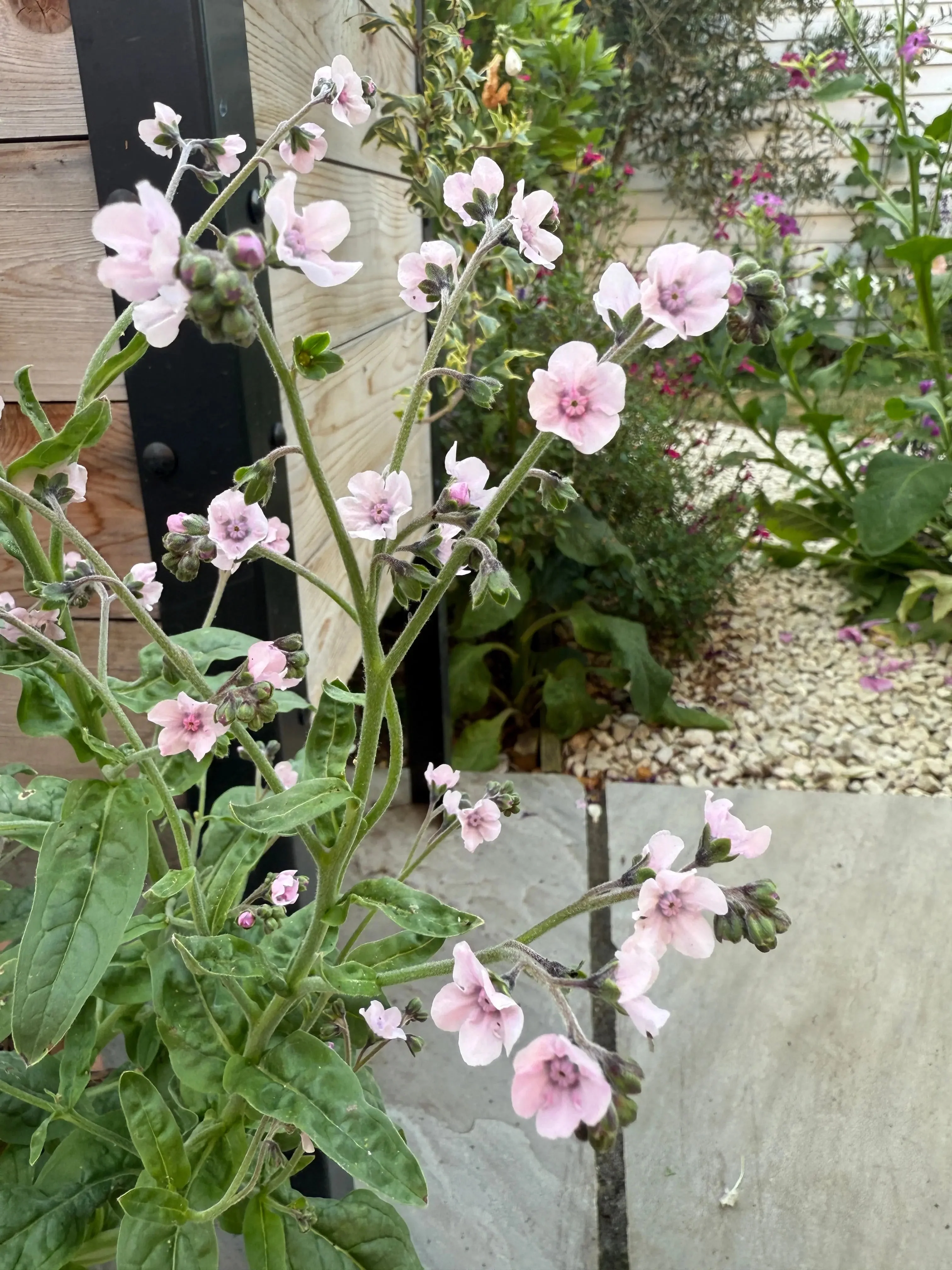 Cynoglossum Mystery Rose