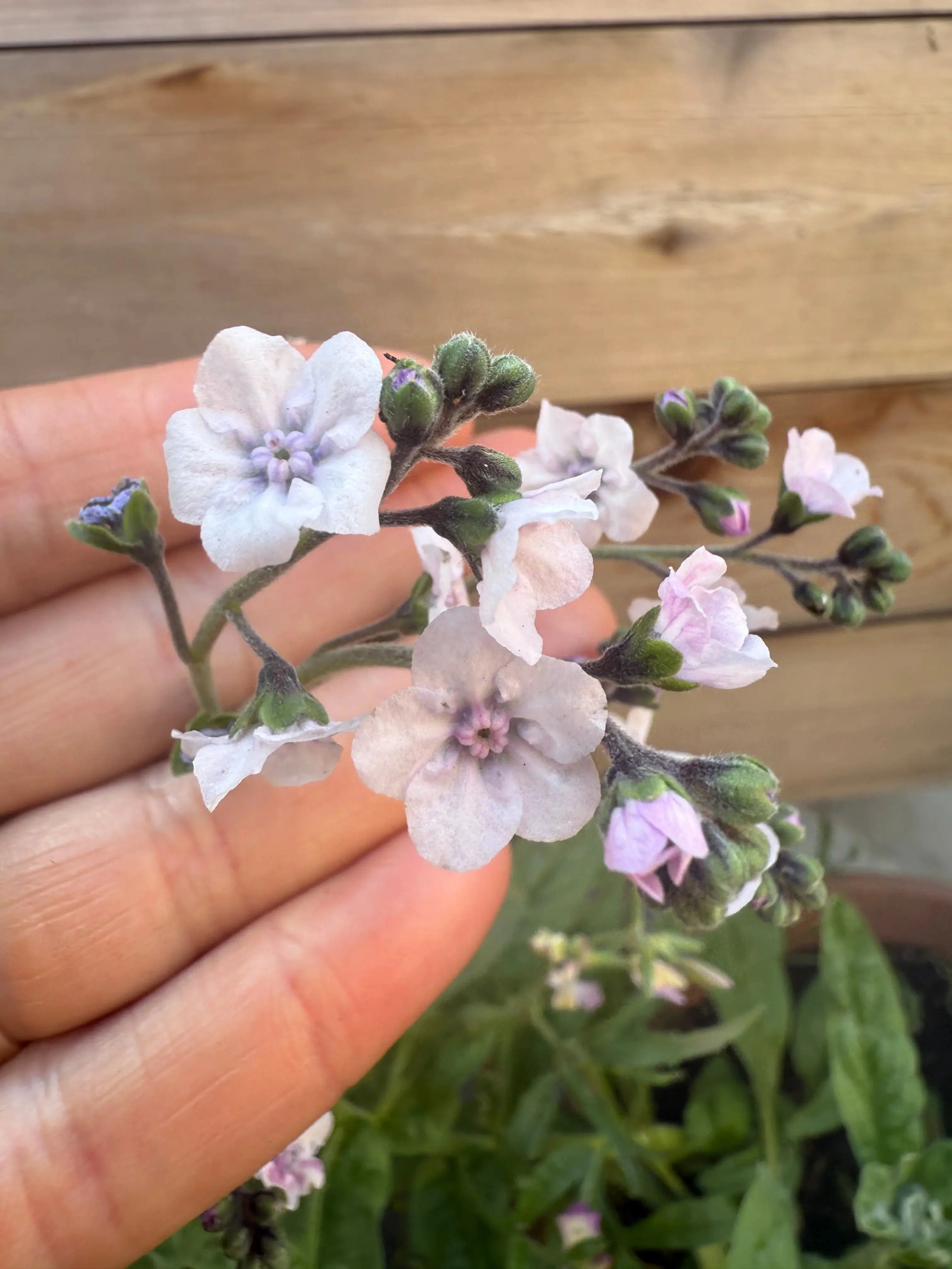 Cynoglossum Mystery Rose - Image 4