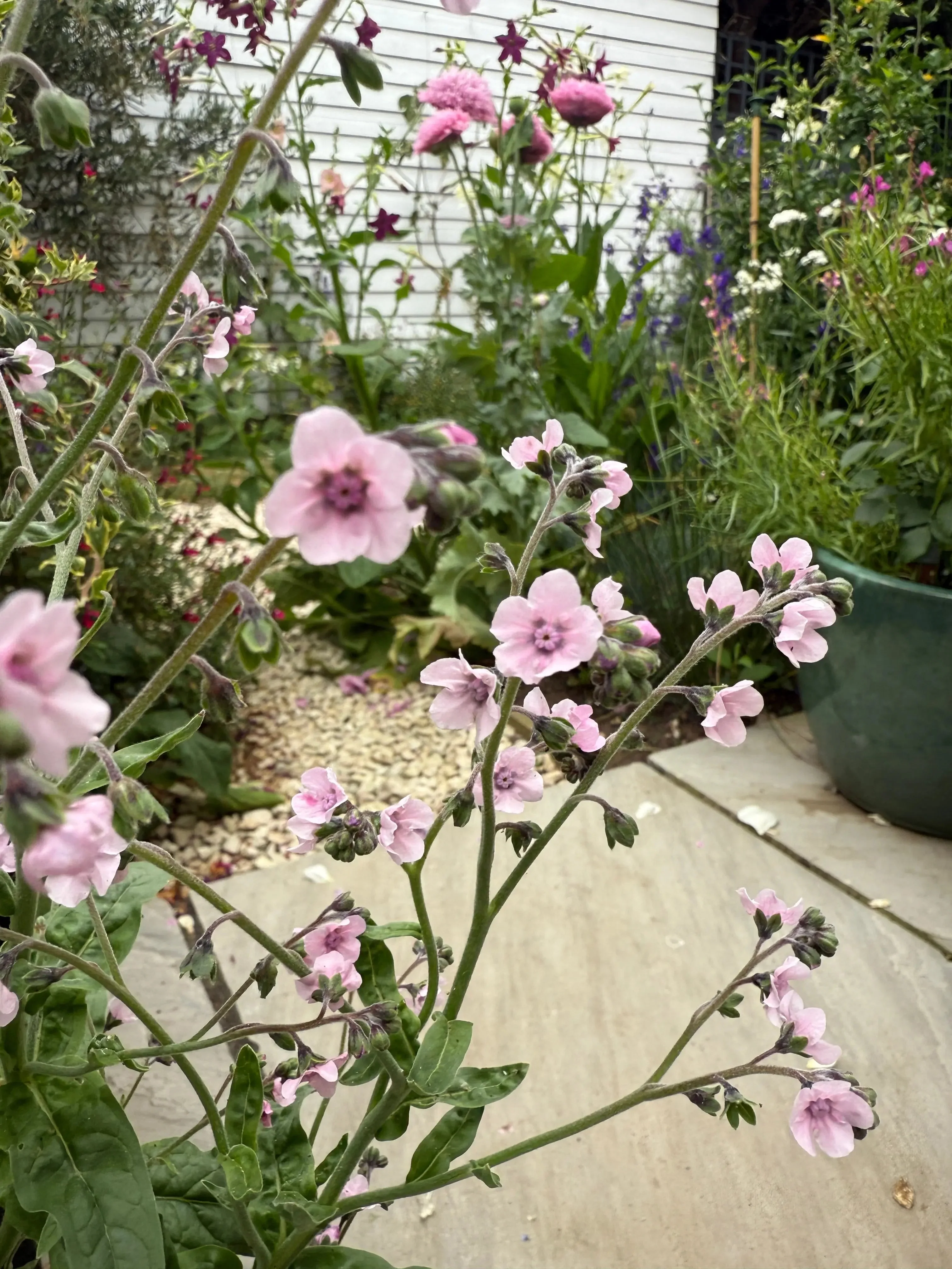 Cynoglossum Mystery Rose - Image 5
