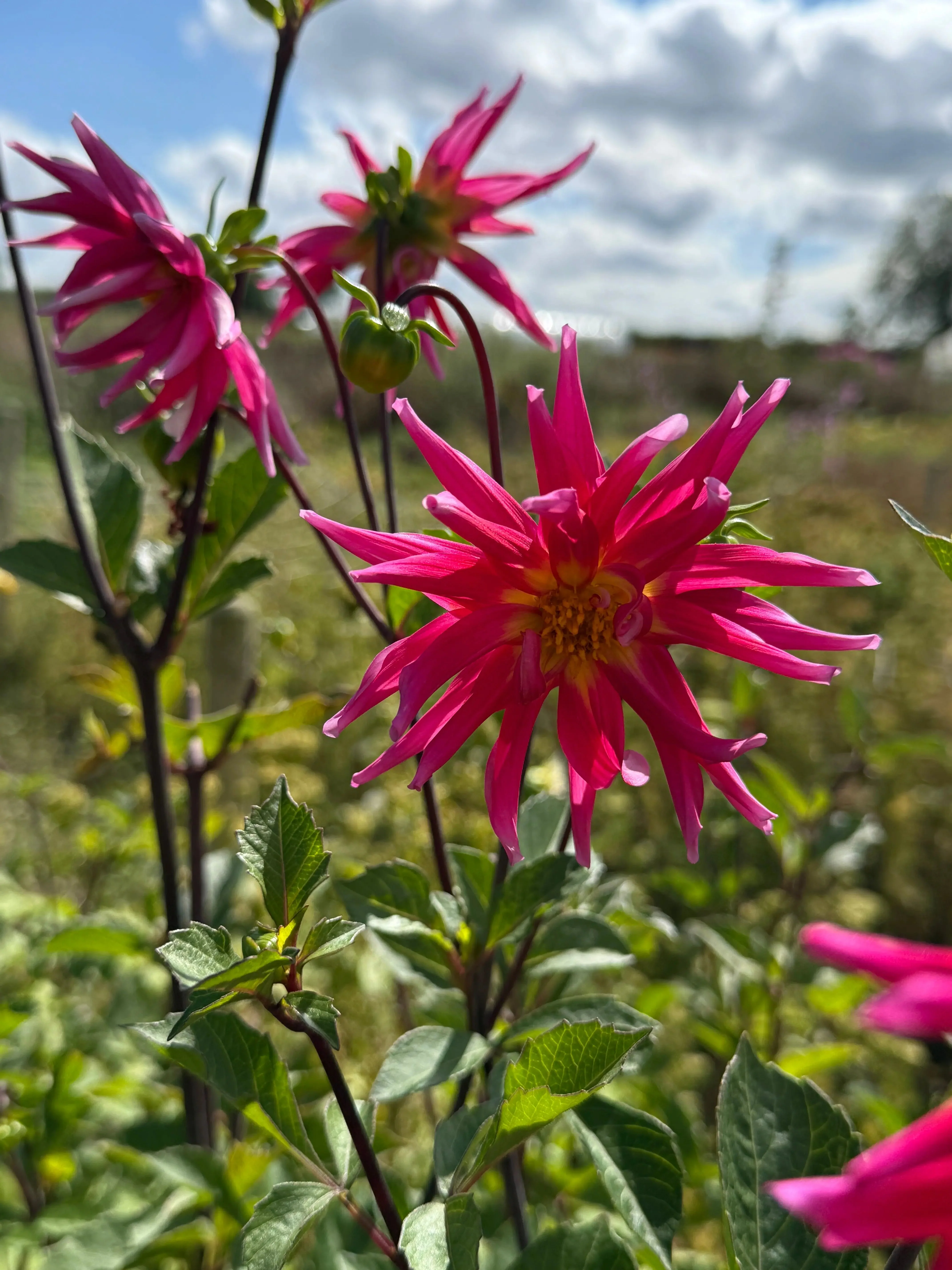 Dahlia Cactus Mixed - Image 4