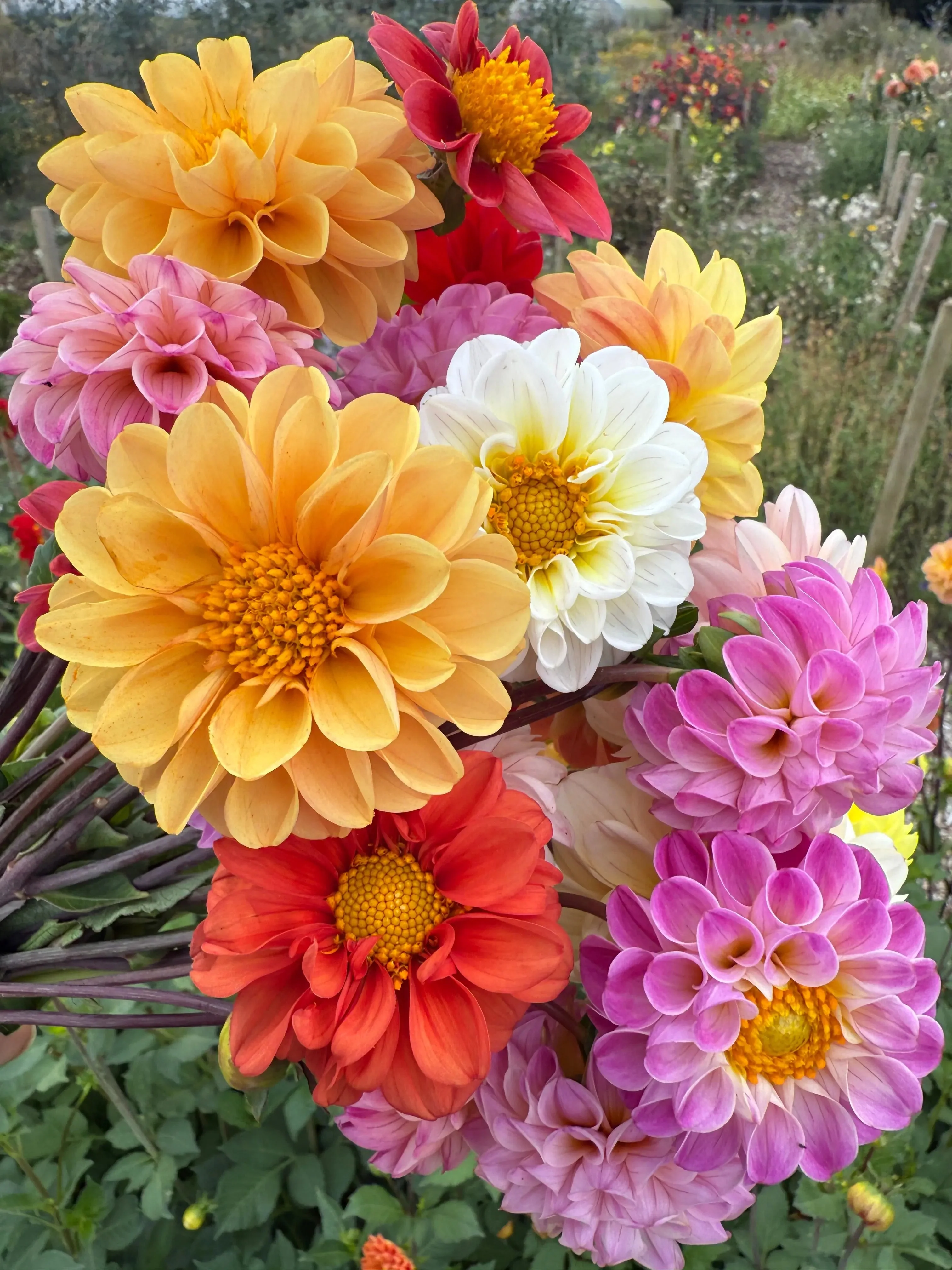 Dahlia Pompone Double Mixed - Image 2
