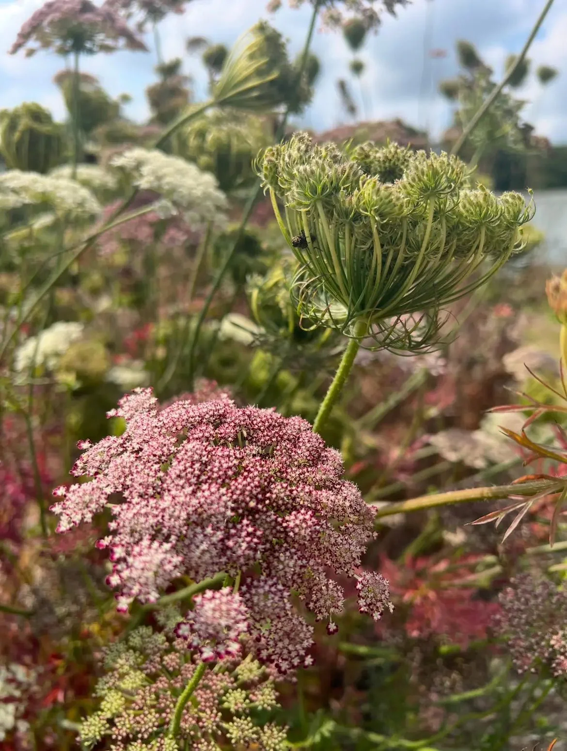 Daucus Carota Dara - Image 5