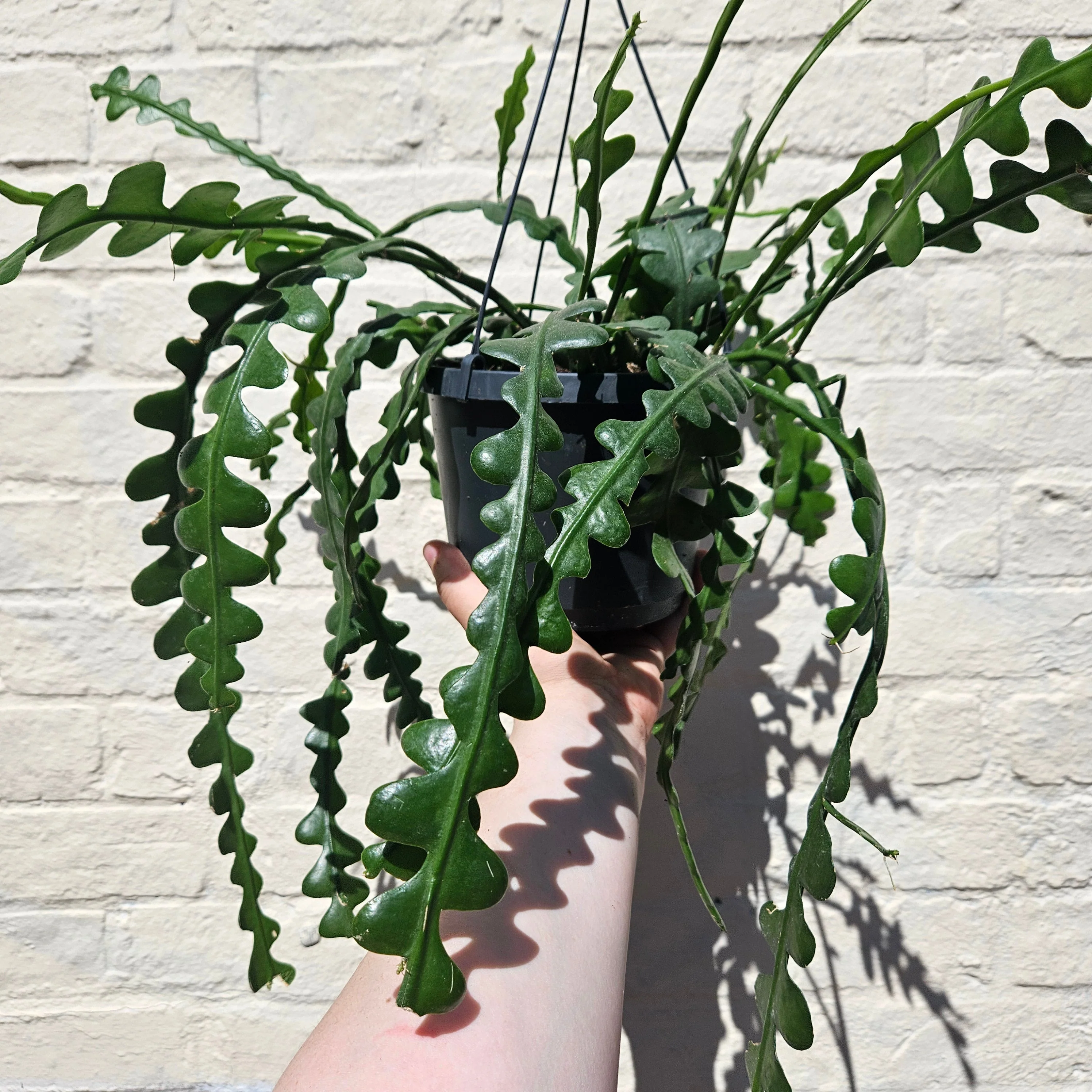 Disocactus anguliger (Fishbone Cactus) - Image 11