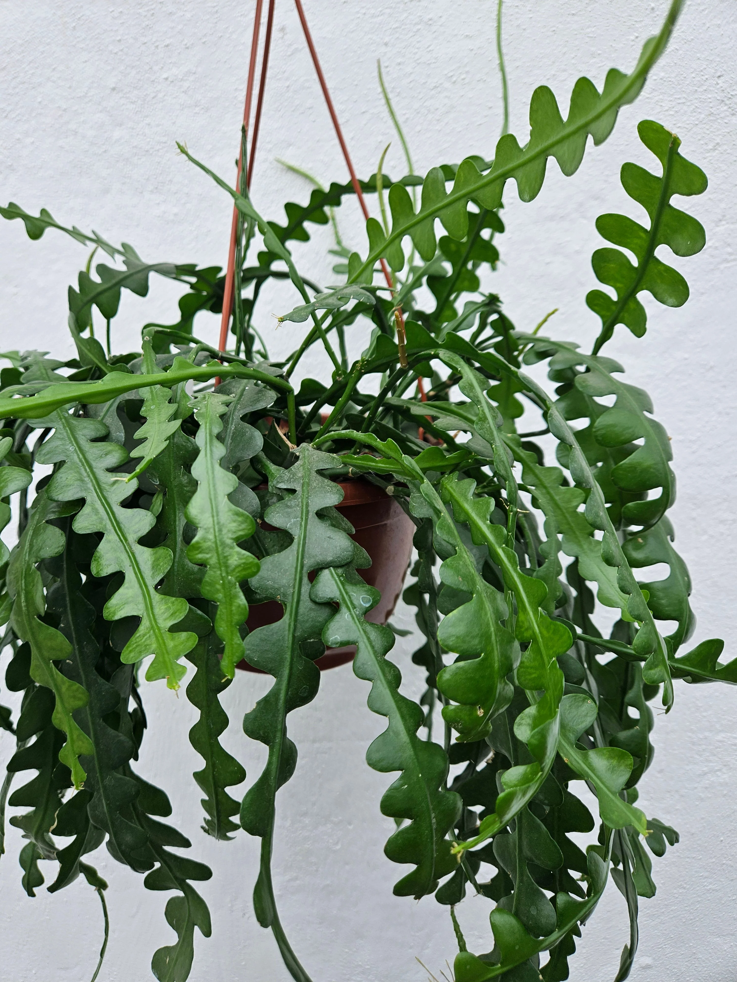 Disocactus anguliger (Fishbone Cactus) - Image 12
