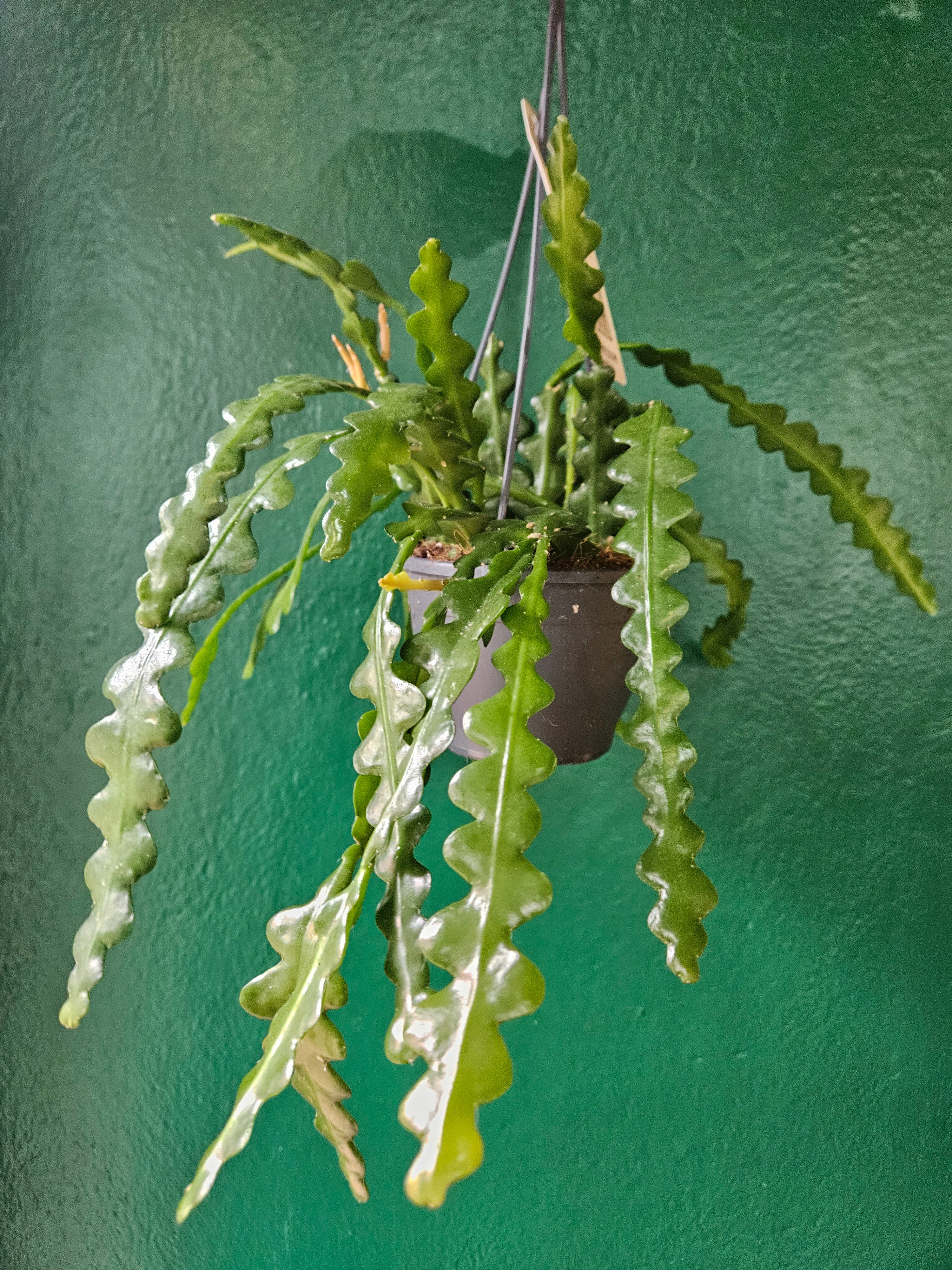 Disocactus anguliger (Fishbone Cactus) - Image 15