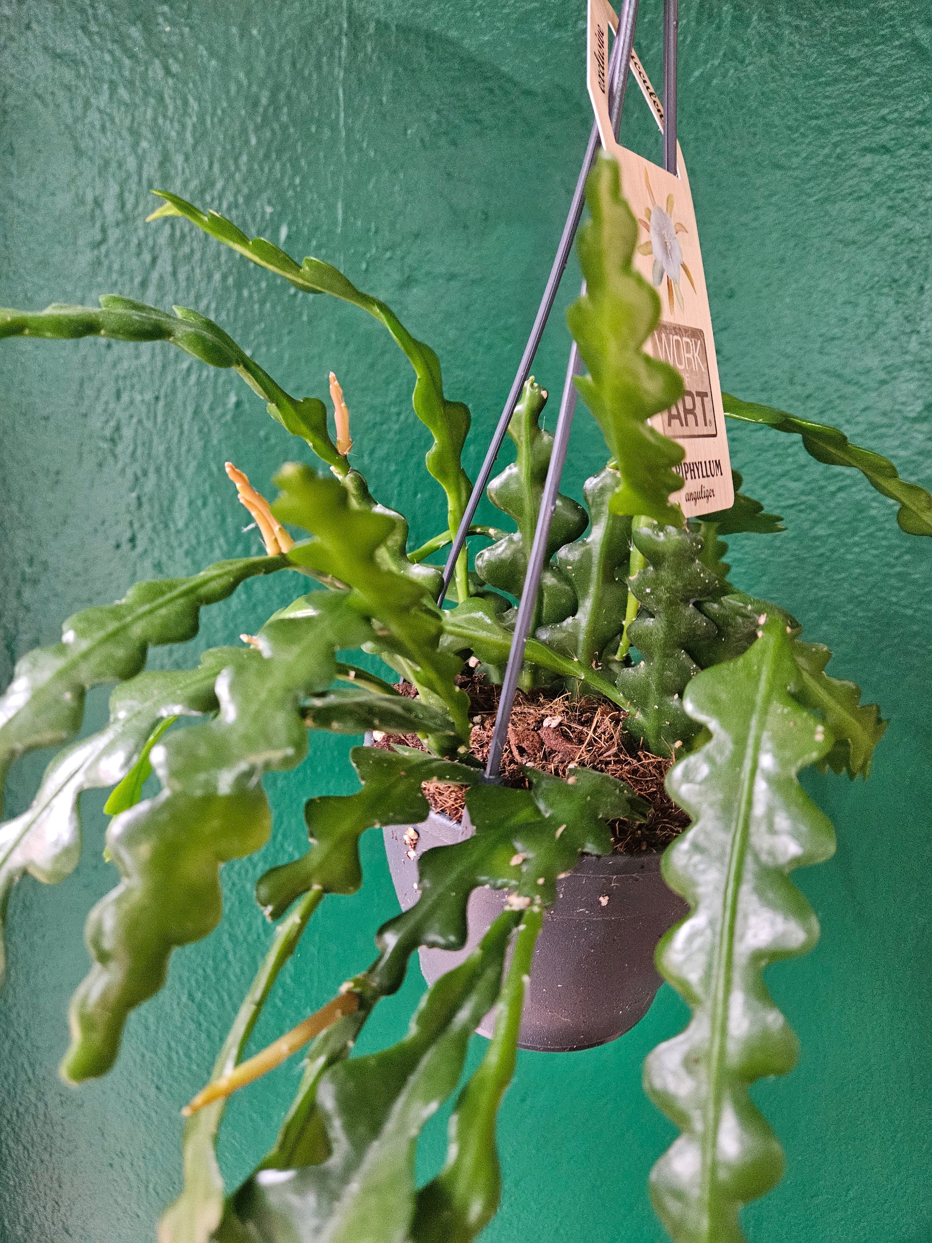 Disocactus anguliger (Fishbone Cactus) - Image 16