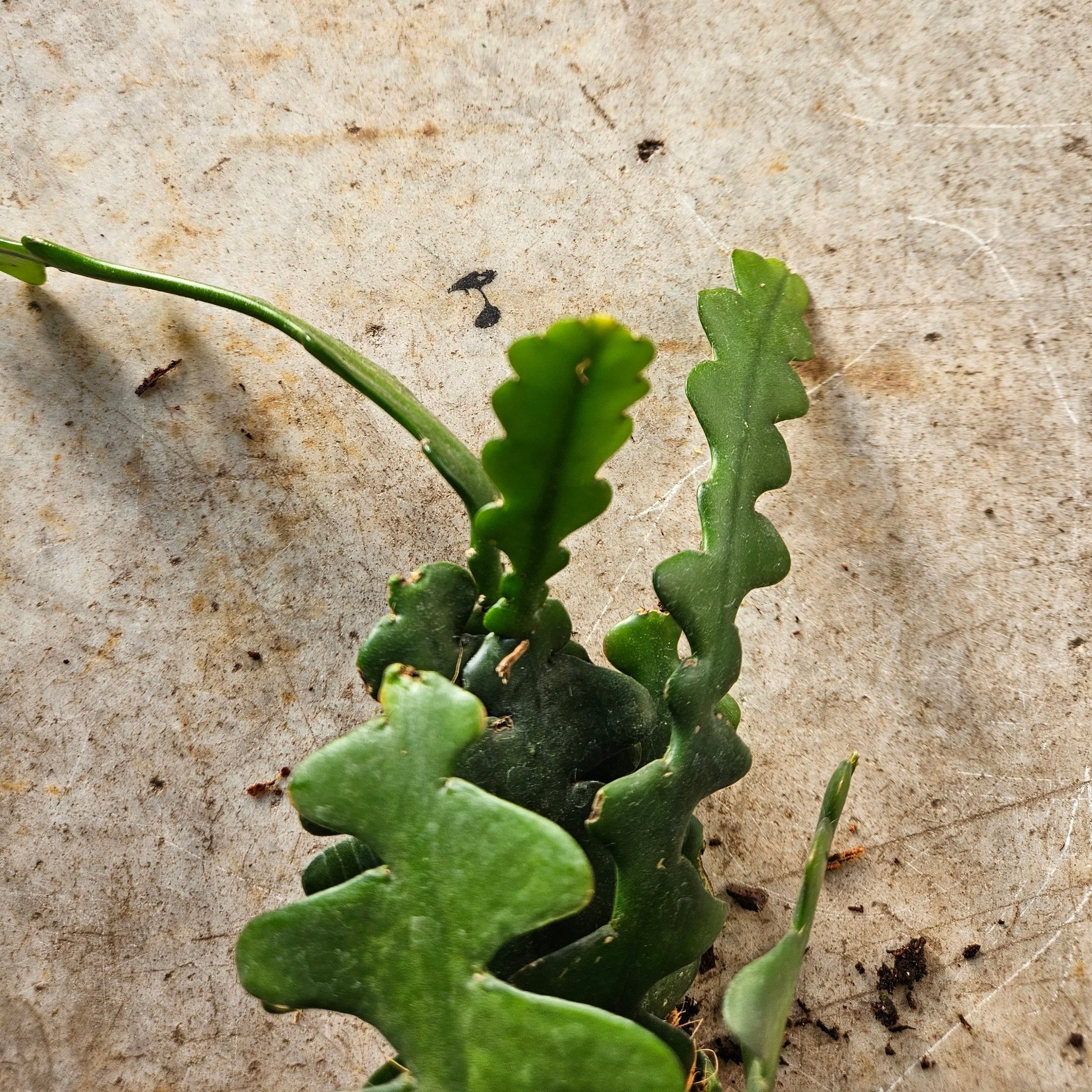 Disocactus anguliger (Fishbone Cactus) - Image 3