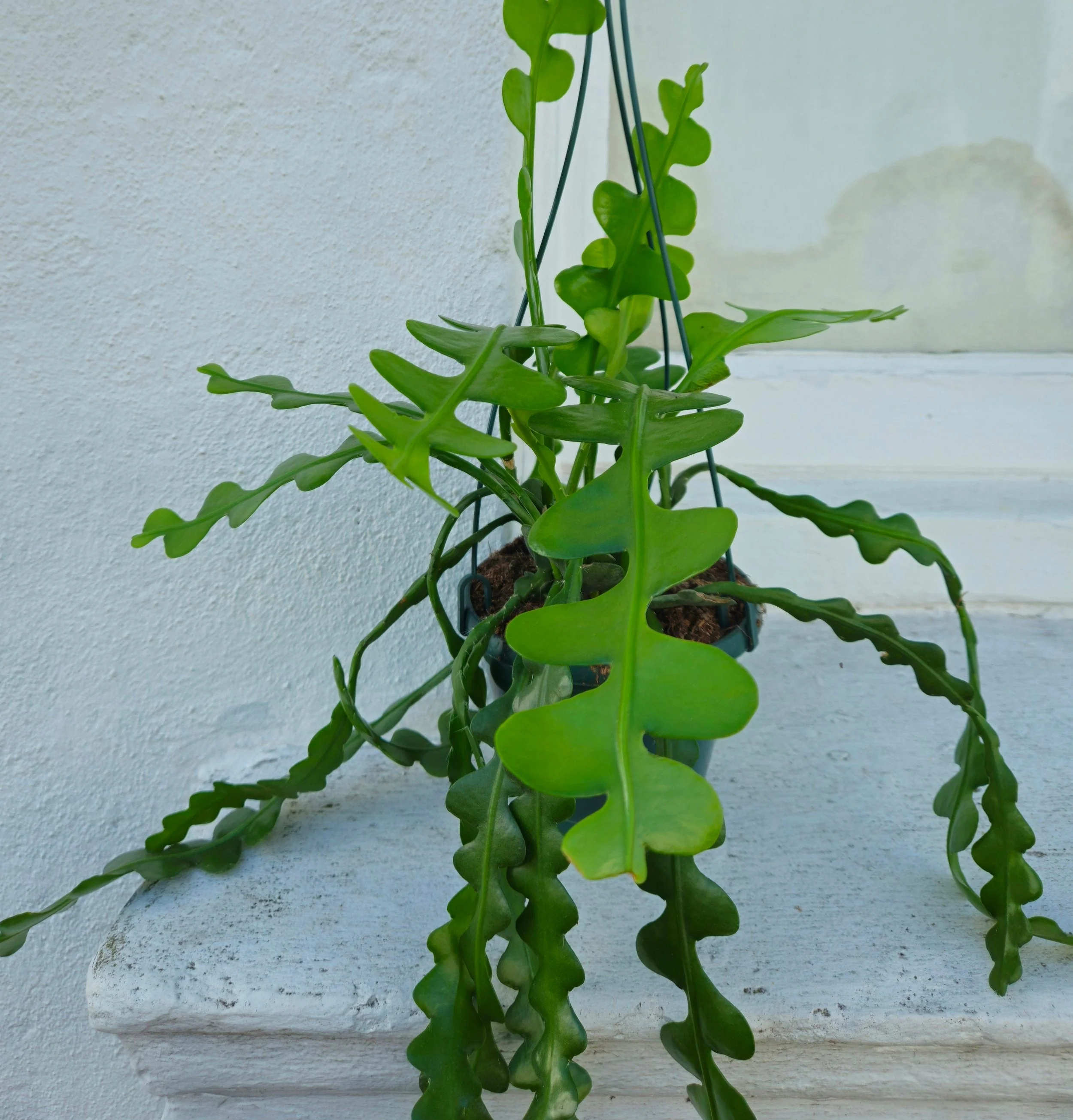 Disocactus anguliger (Fishbone Cactus) - Image 7