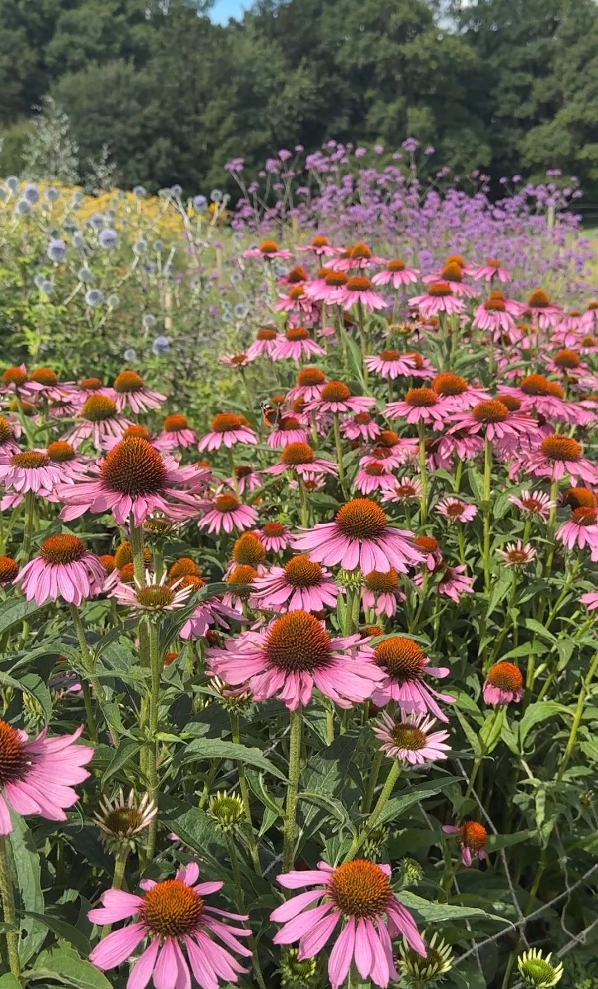Echinacea Purple Coneflower - Image 12
