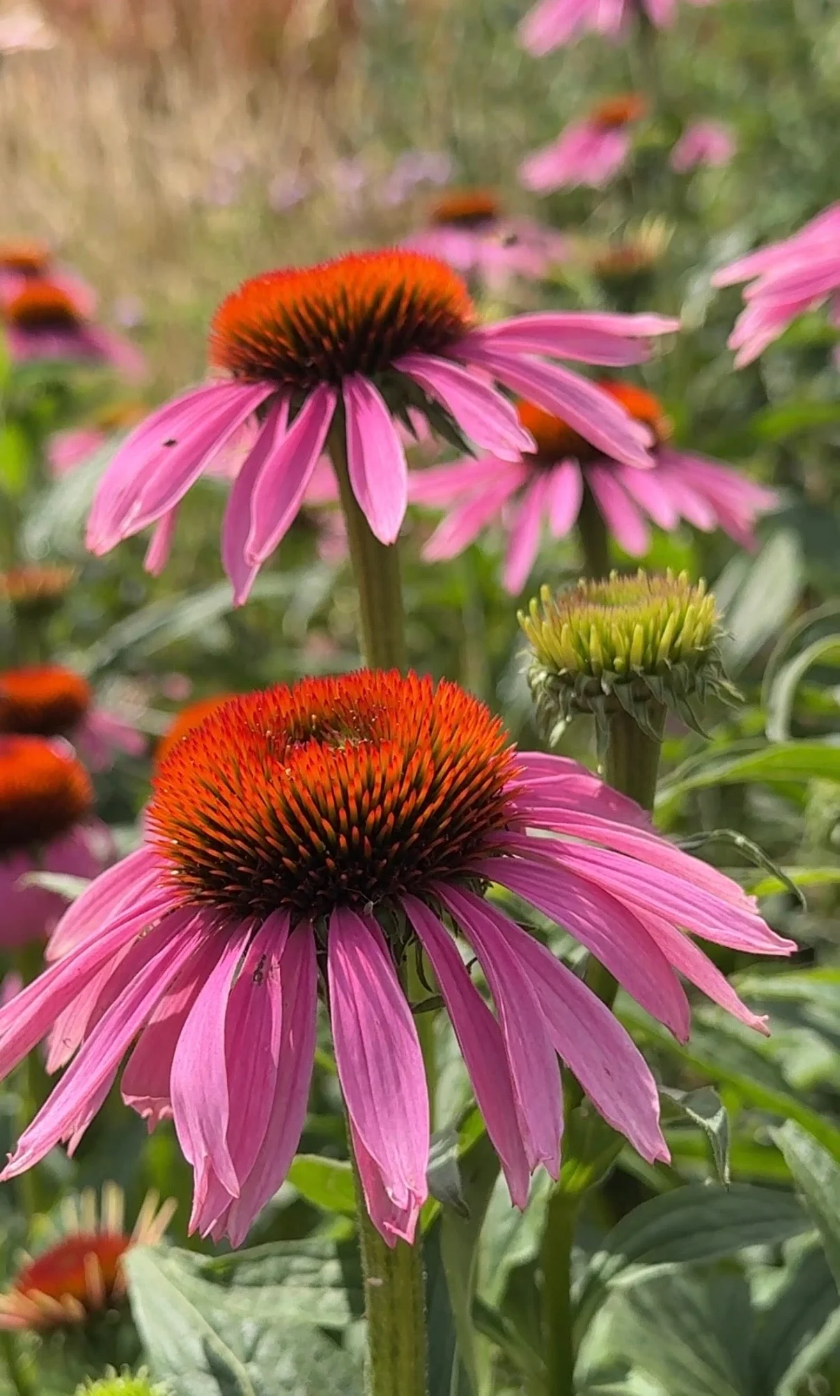 Echinacea Purple Coneflower - Image 18