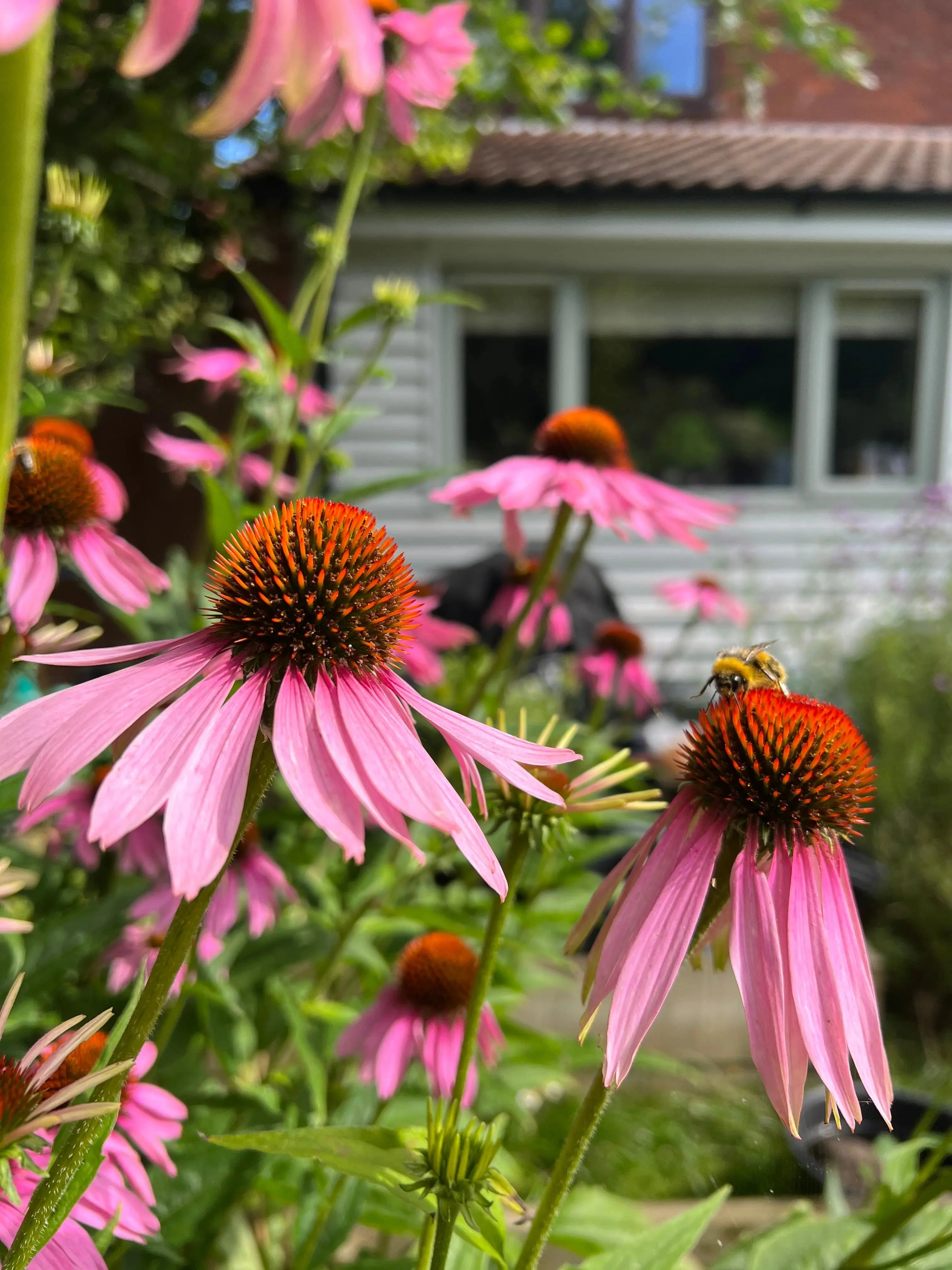 Echinacea Purple Coneflower - Image 3