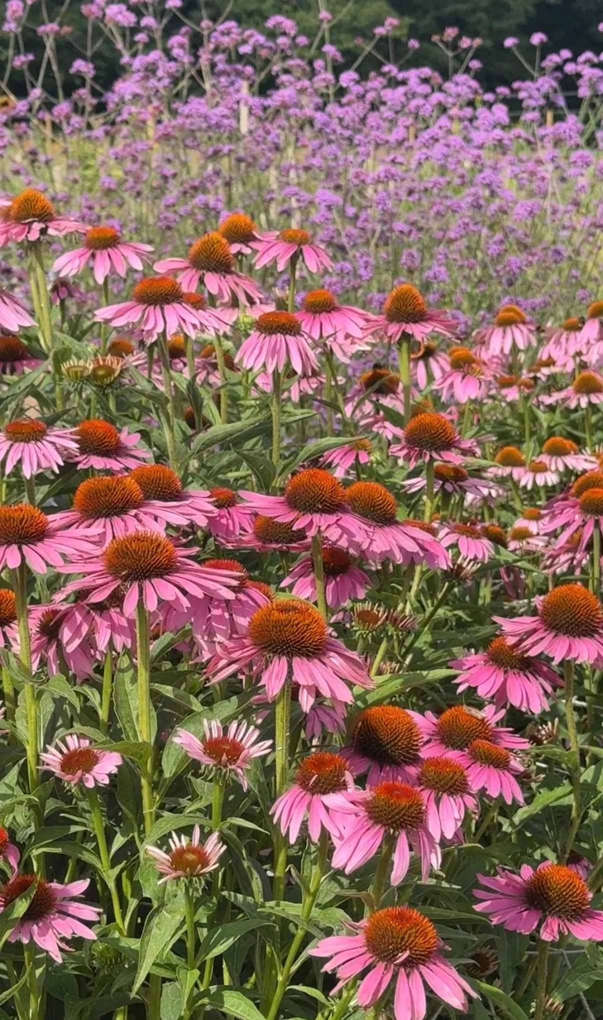 Echinacea Purple Coneflower - Image 4