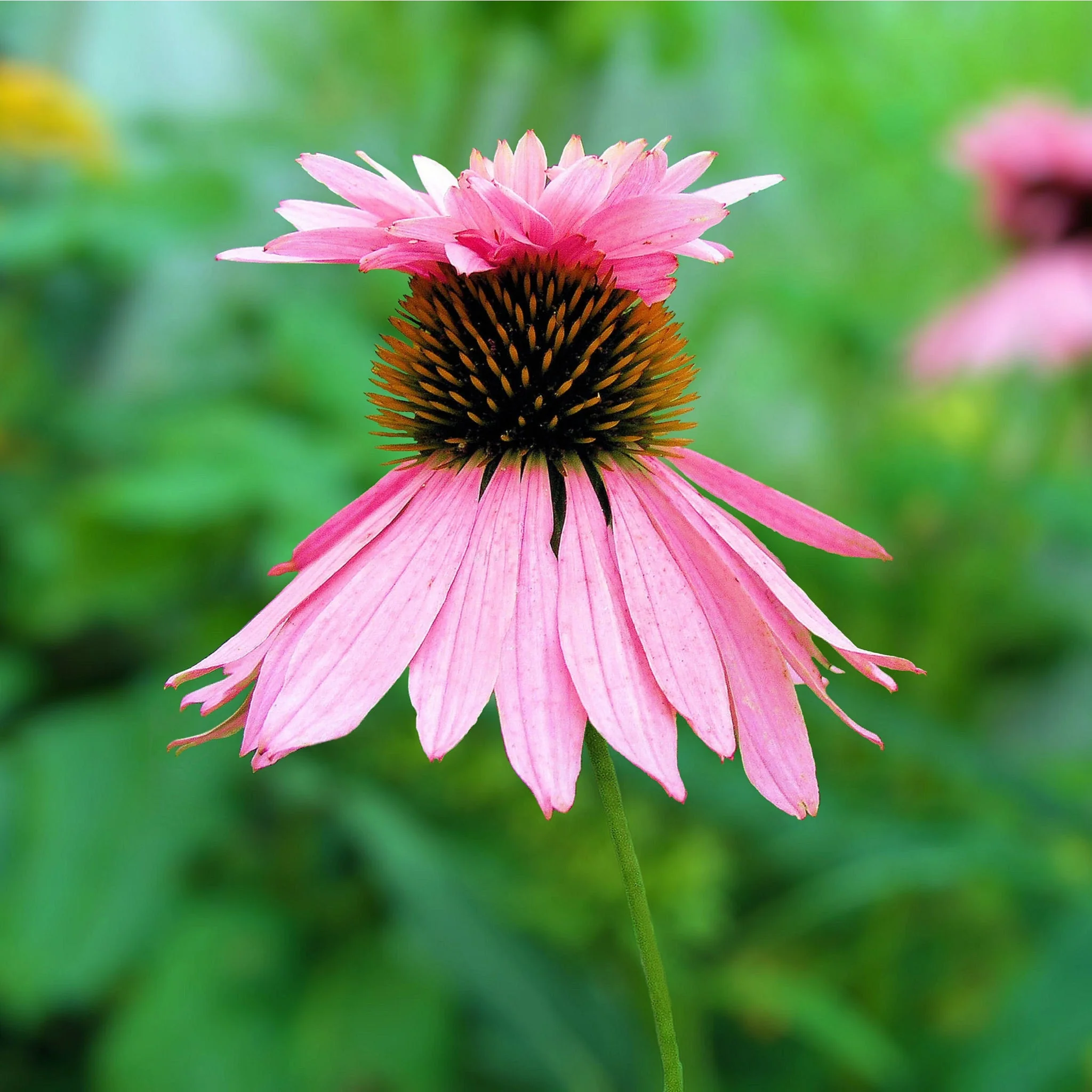 Echinacea purpurea 'Double Decker' 9cm Pot - Image 2