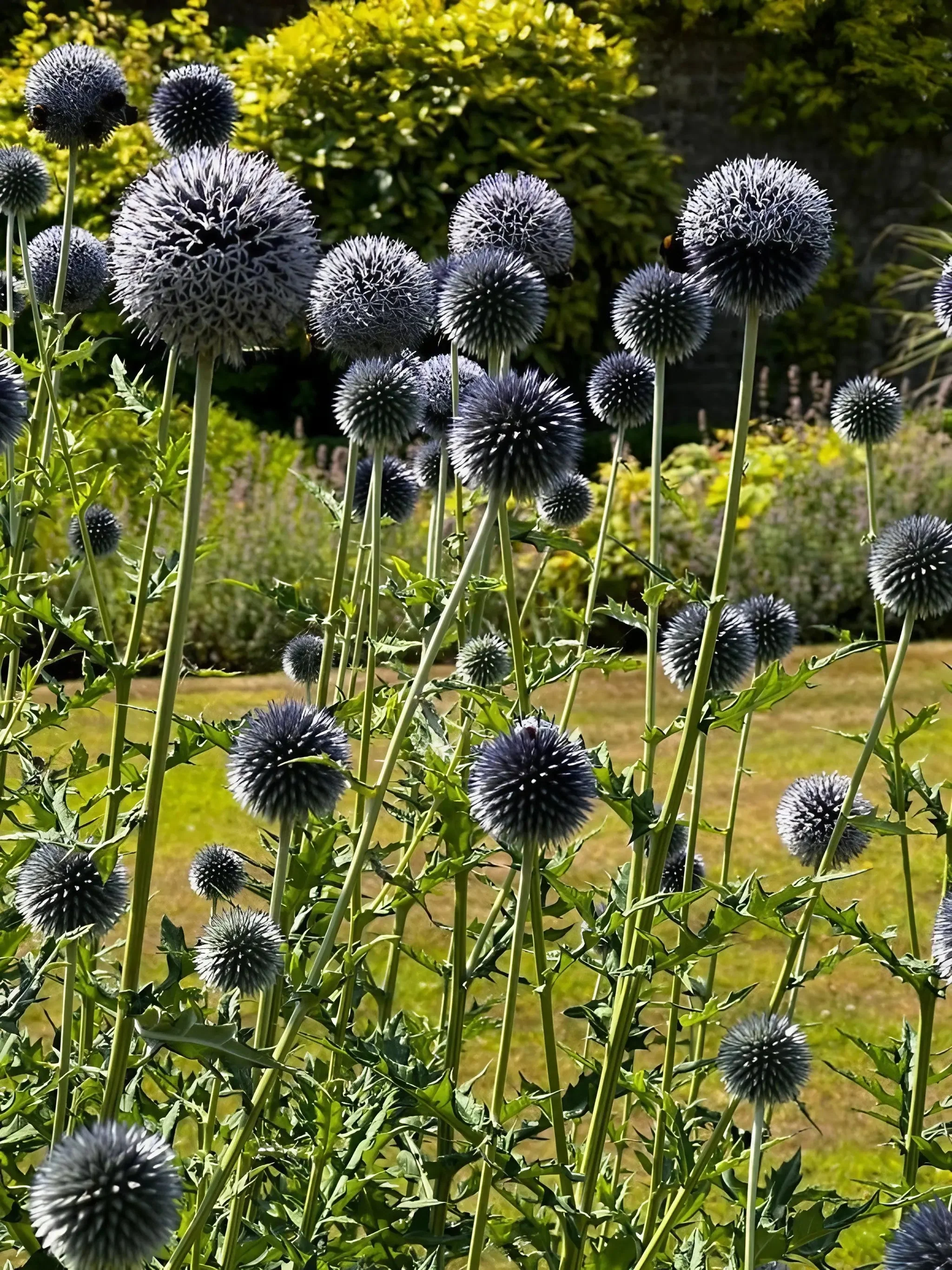Echinops ritro Metallic Blue - Image 3