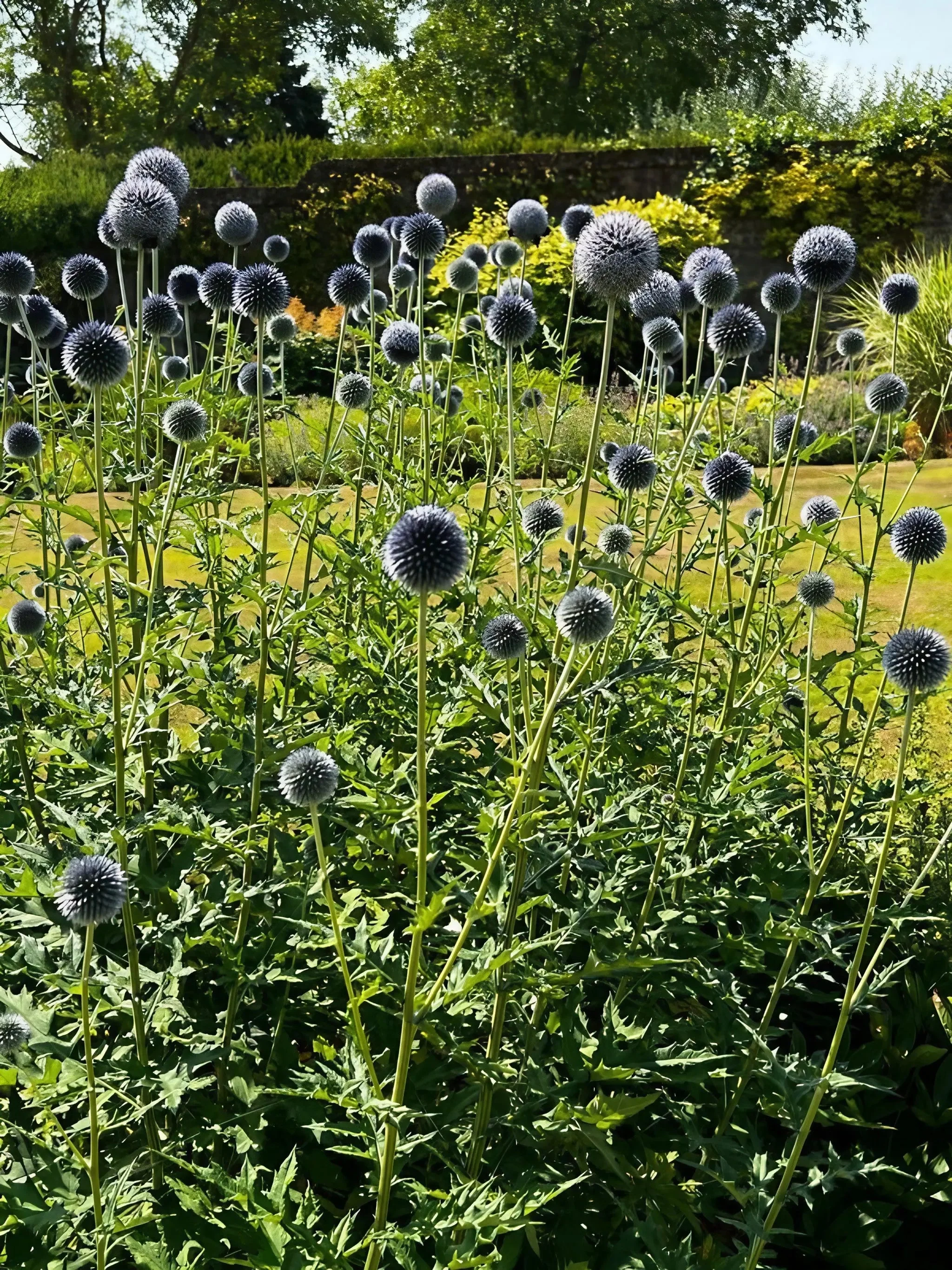 Echinops ritro Metallic Blue - Image 4