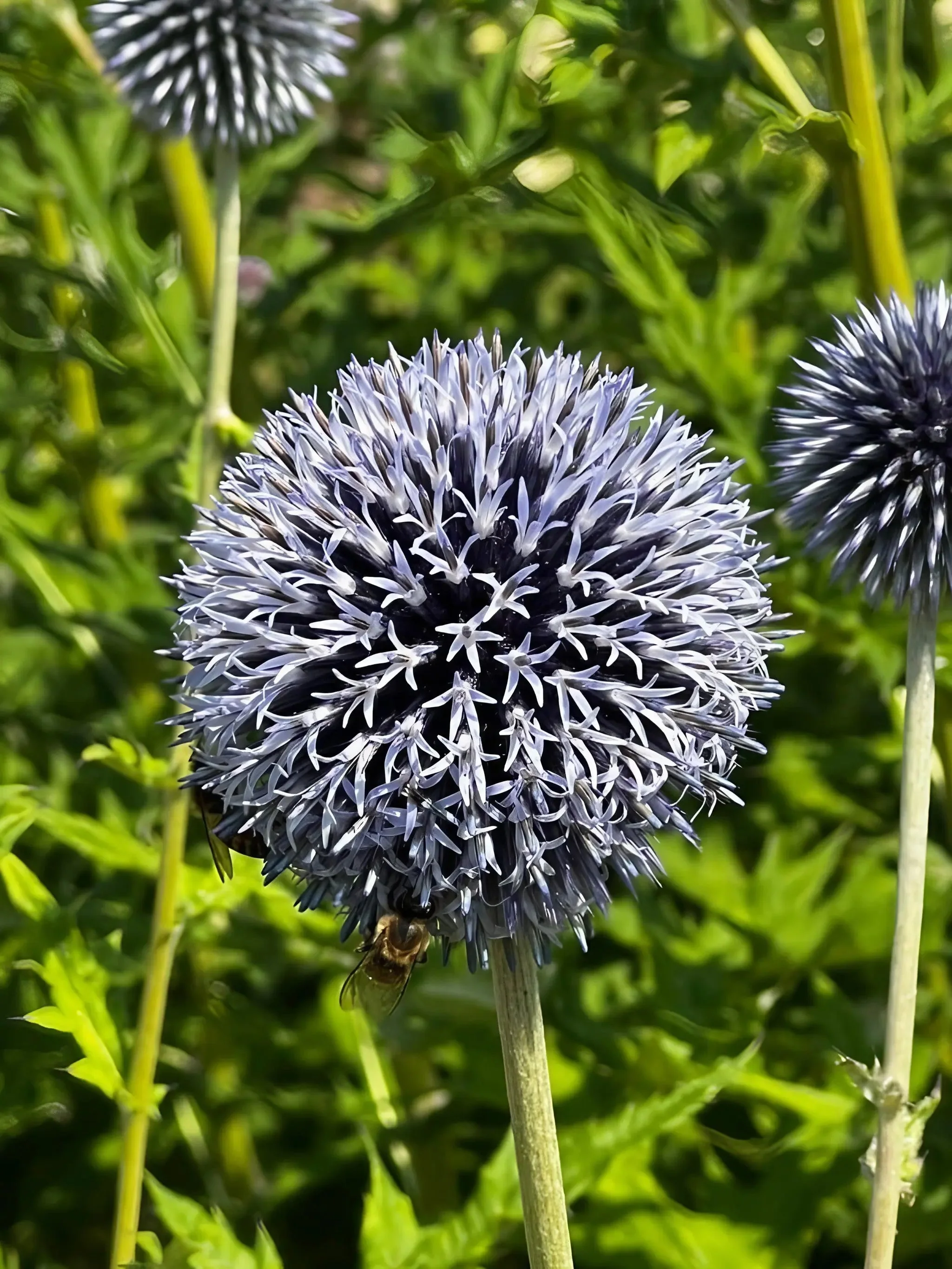 Echinops ritro Metallic Blue - Image 5