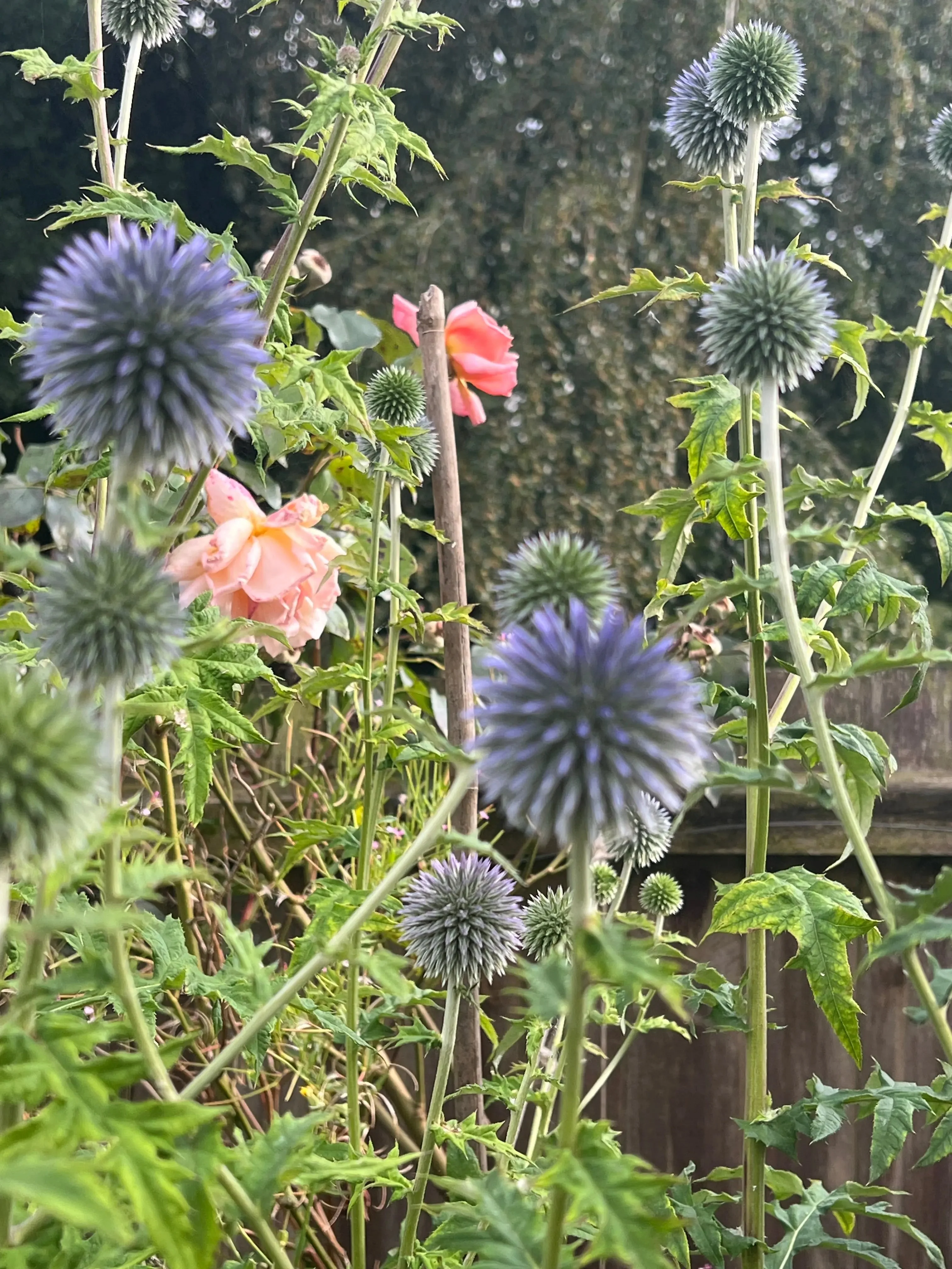 Echinops ritro Metallic Blue - Image 8