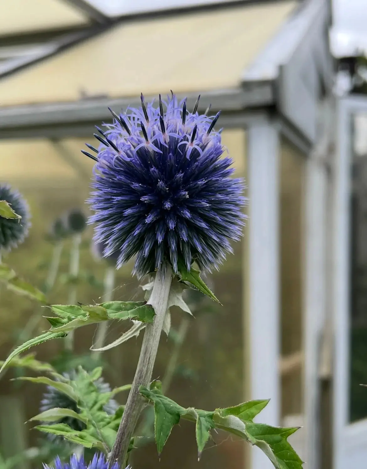 Echinops ritro Veitch's Blue - Image 5