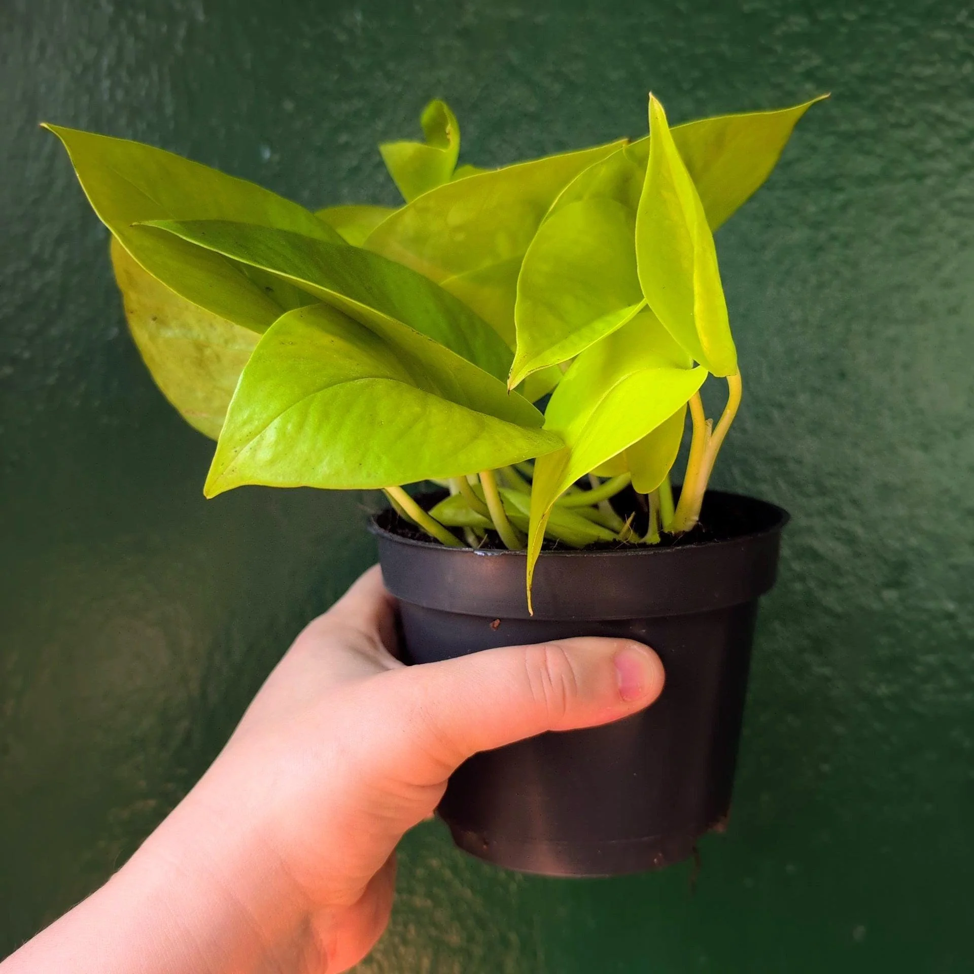 Epipremnum Aureum 'Neon' (Neon Pothos/ Devils Ivy) - Image 2