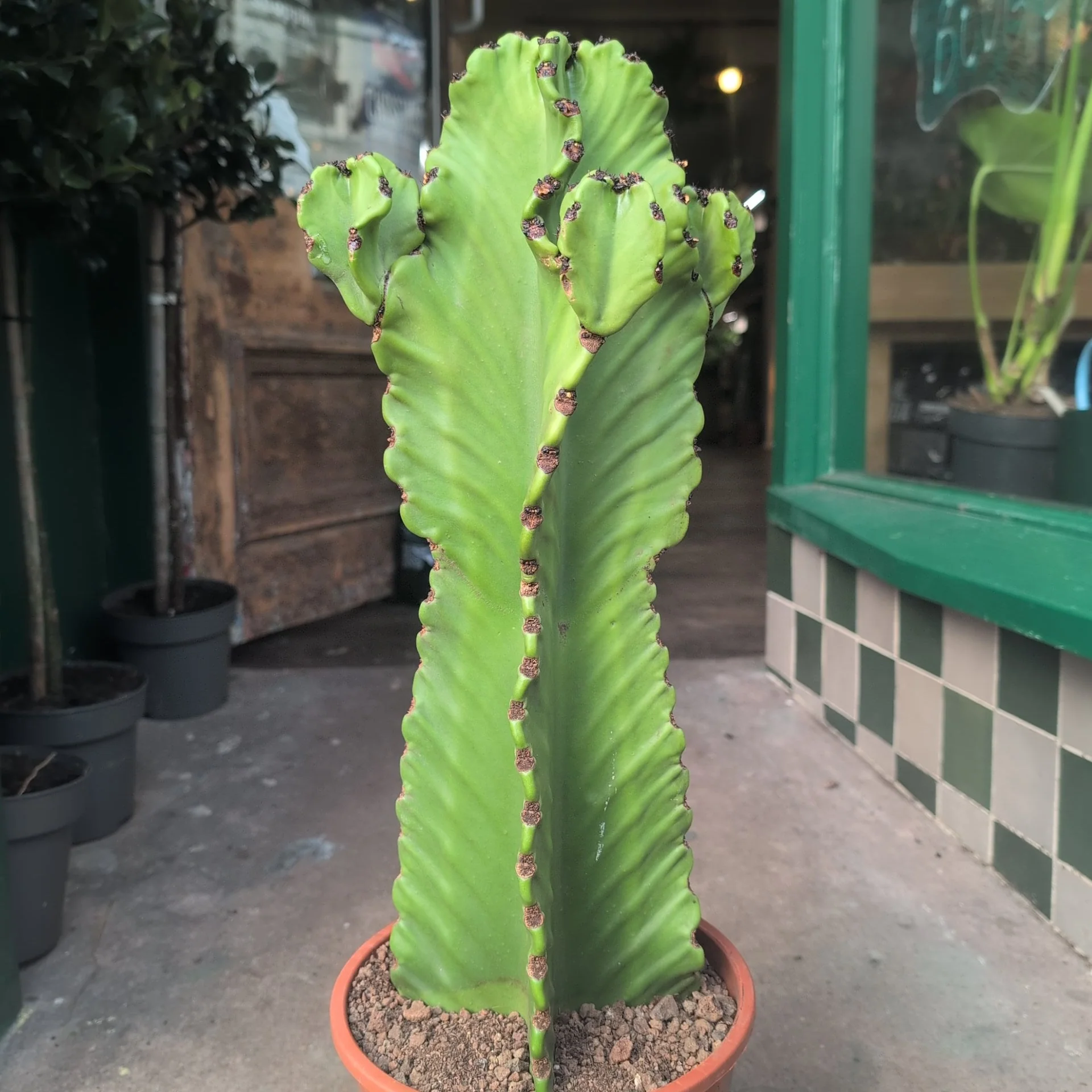 Euphorbia ingens 'Canarias' (large desert/cowboy cactus) - Image 3