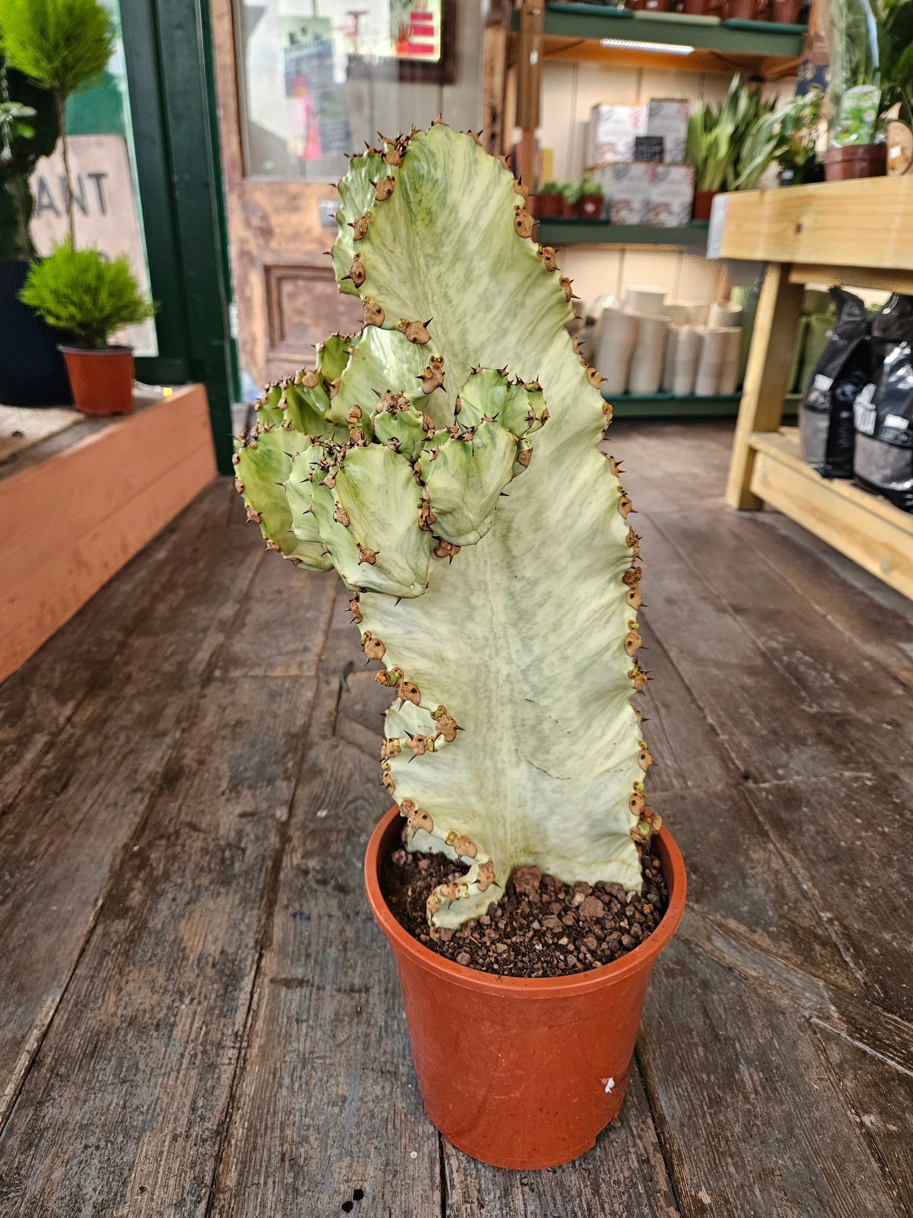 Euphorbia ingens marmorata (Marbled Candelabra Tree) - Image 2