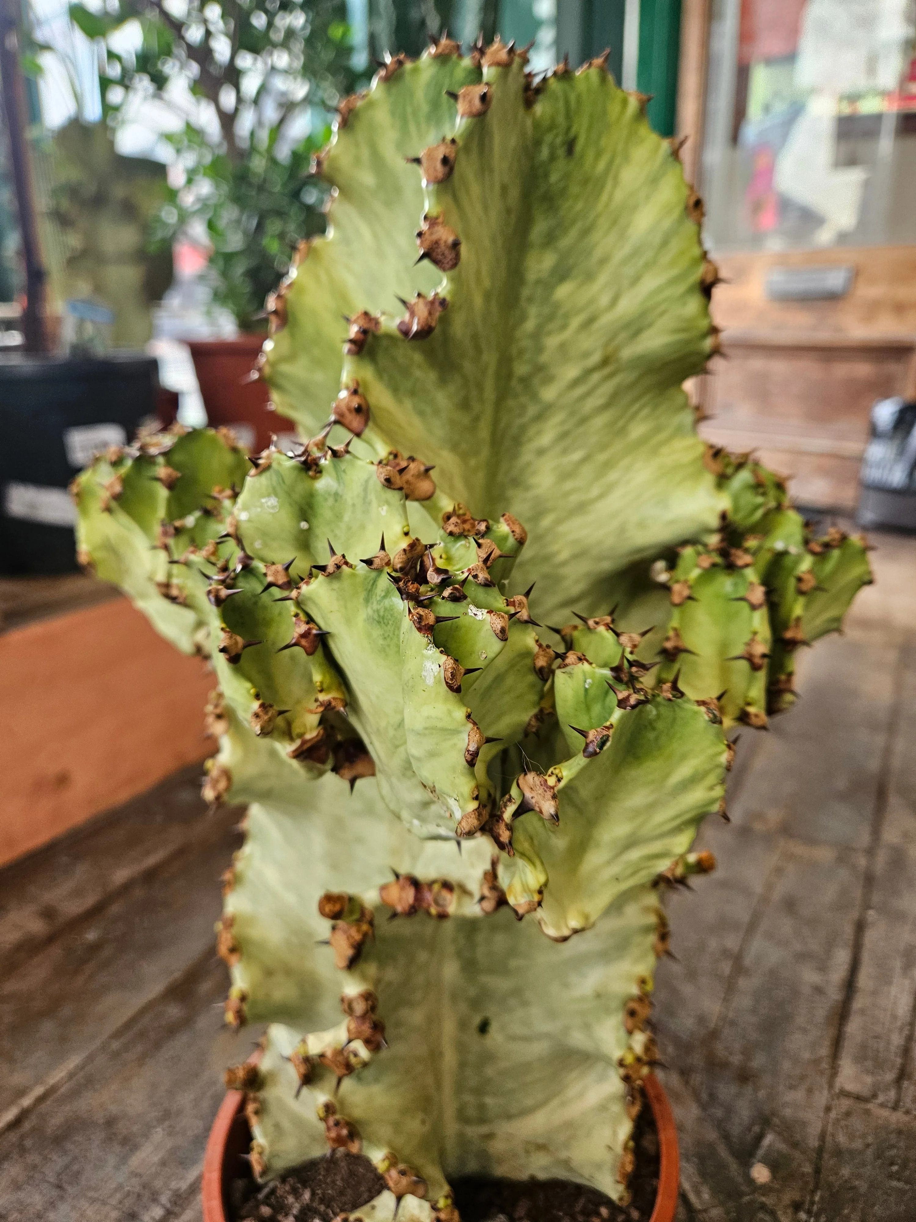 Euphorbia ingens marmorata (Marbled Candelabra Tree) - Image 3