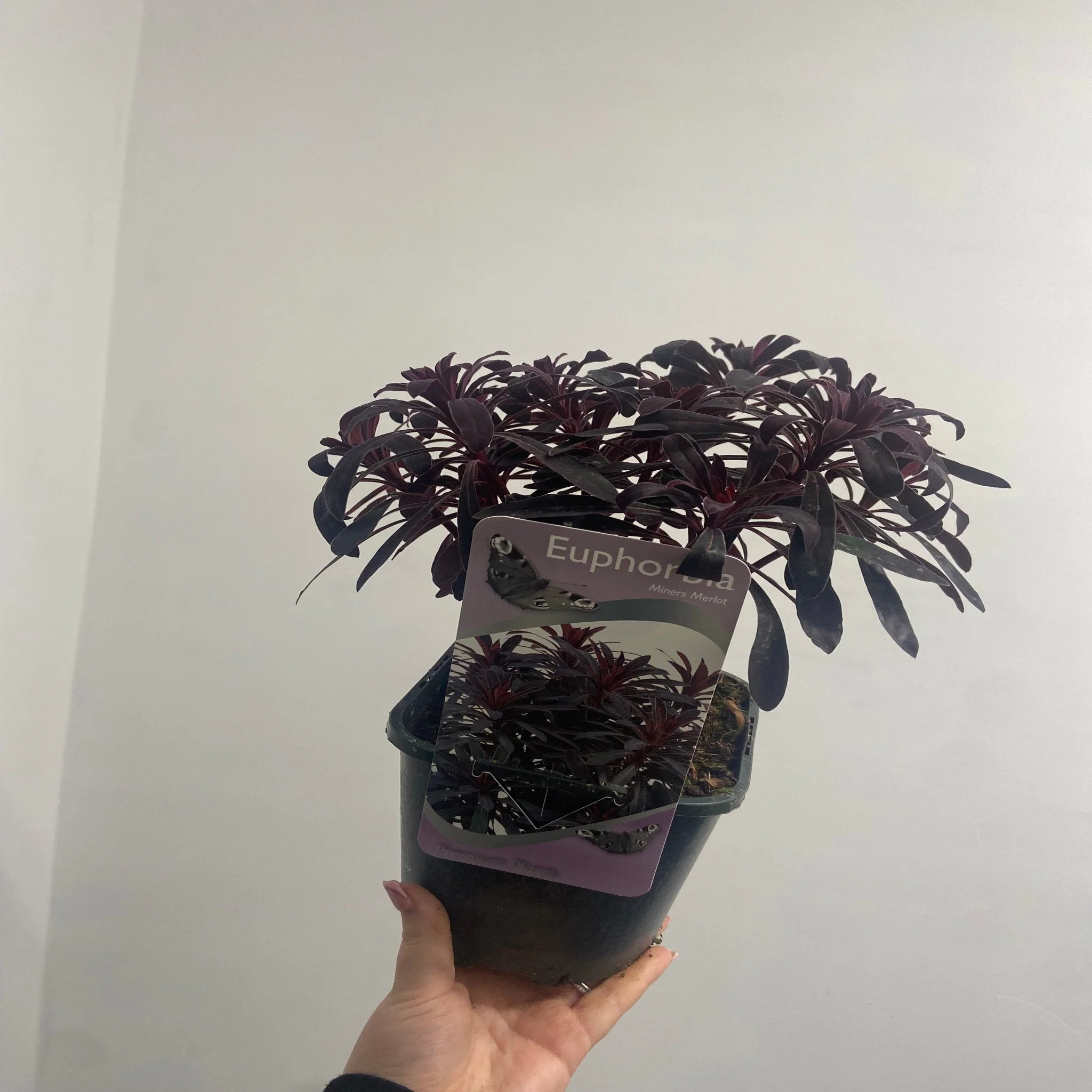 Euphorbia 'Miners Merlot' 9cm/2L - Image 2