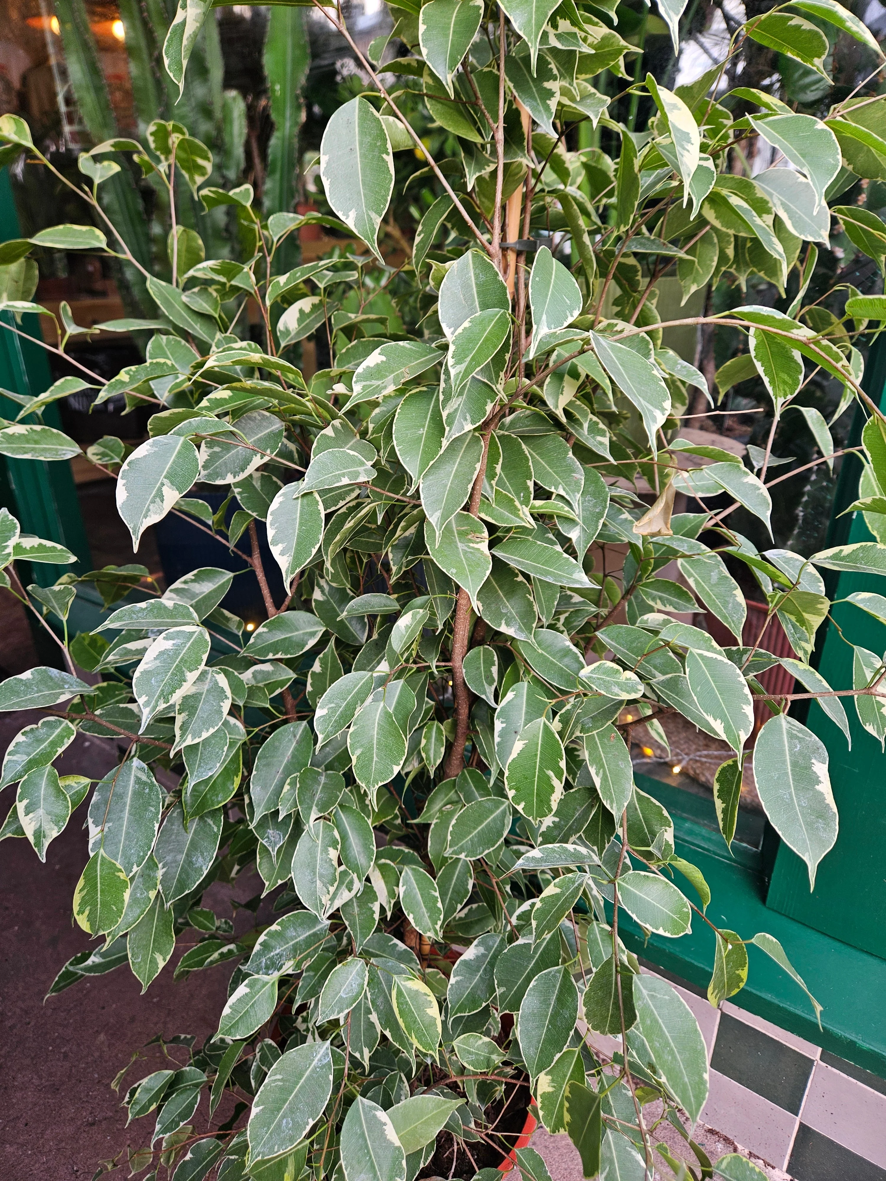 Ficus benjamina 'Golden King' (Weeping Fig) - Image 3