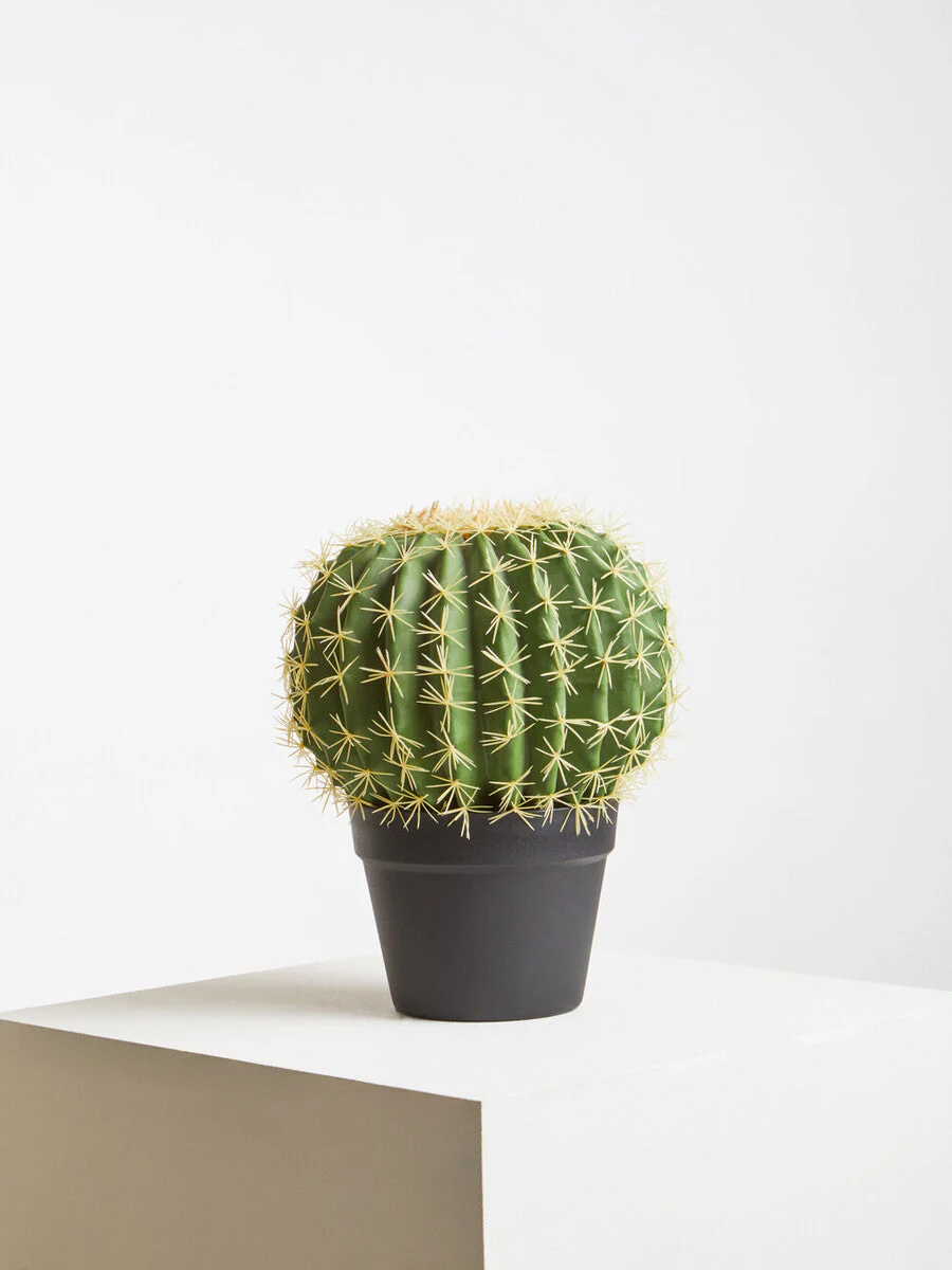 Fiori Round Cactus in Pot - Image 6
