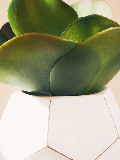 Fiori White Cement Pot Succulent - Image 8