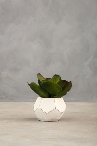 Fiori White Cement Pot Succulent - Image 9