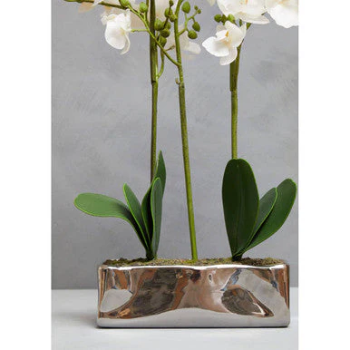 Fiori White Orchid Plant In Rectangular Pot - Image 4