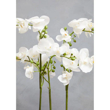 Fiori White Orchid Plant In Rectangular Pot - Image 7