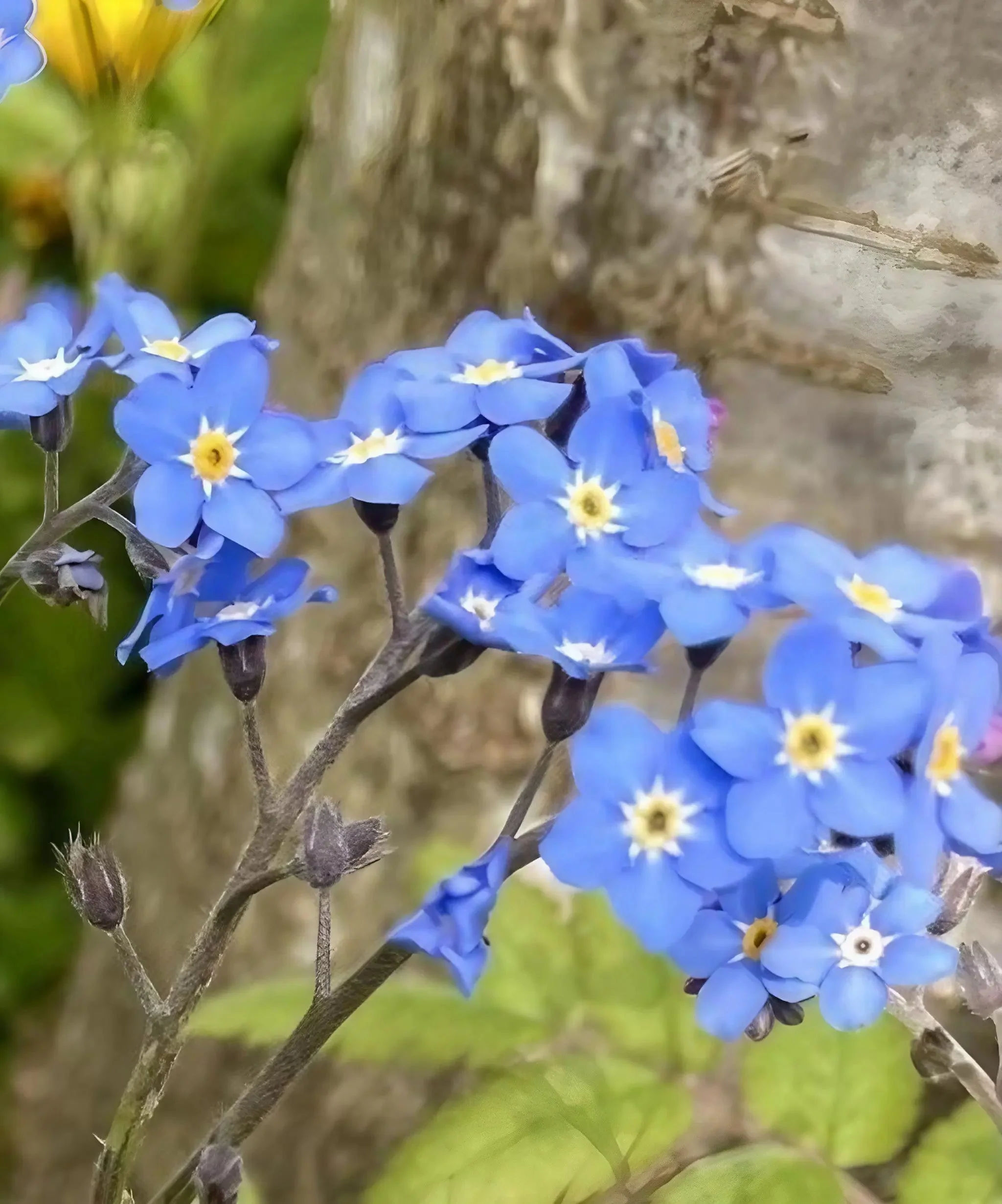 Forget-me-not Blue - Image 5