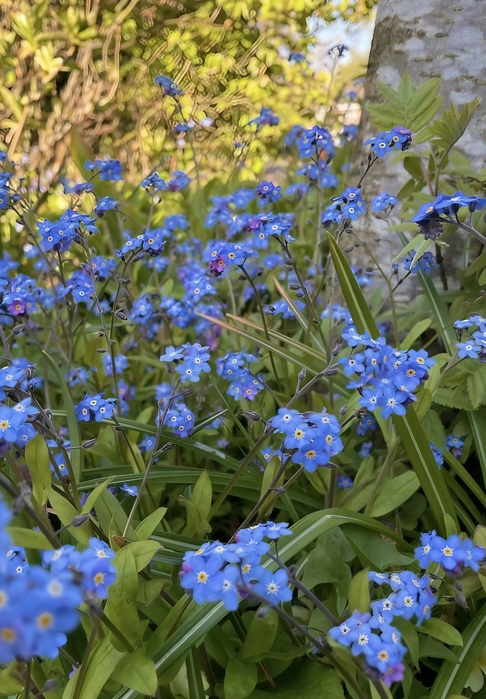 Forget-me-not Blue - Image 7