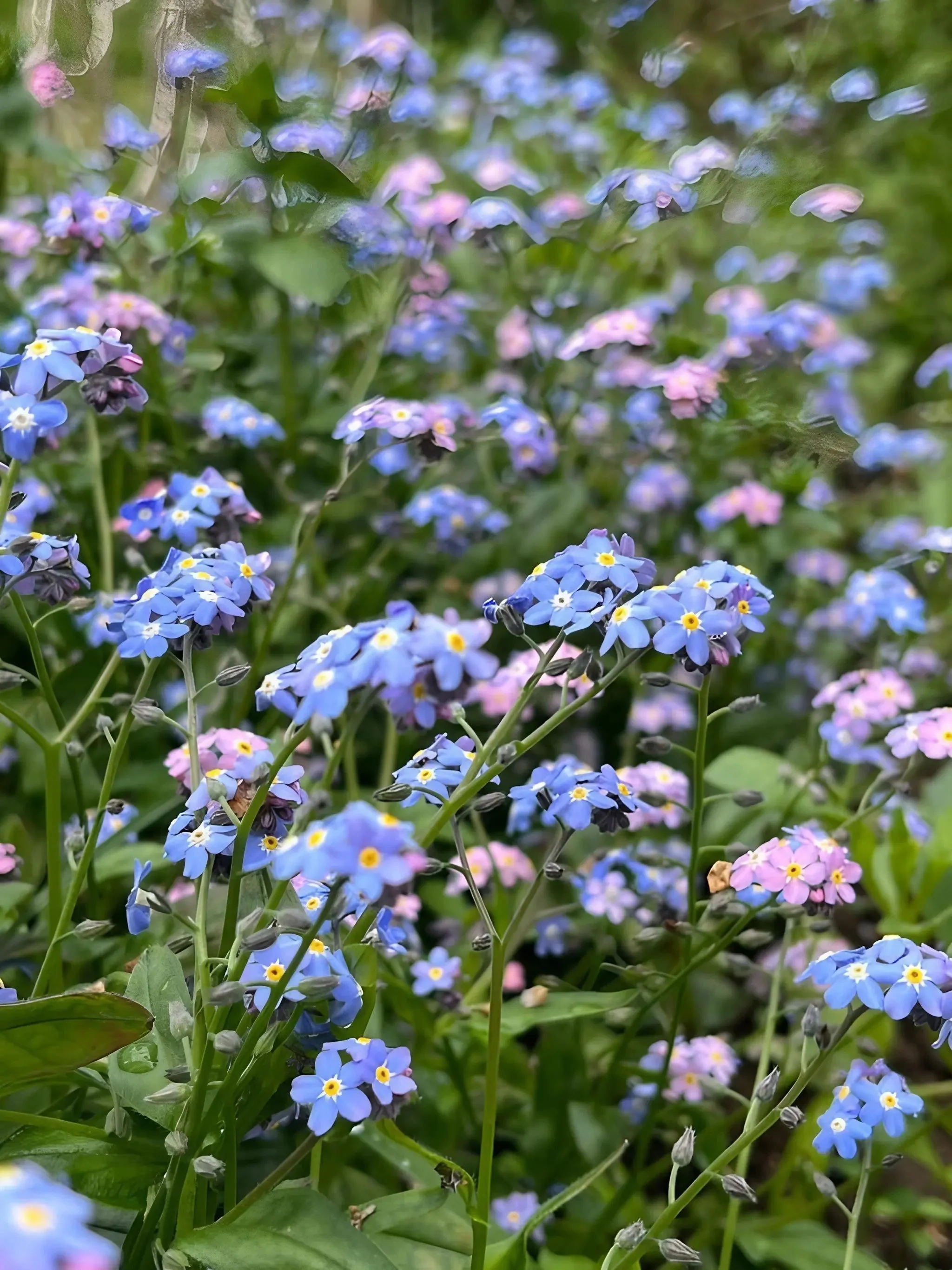 Forget-me-not Victoria Mixed - Image 6