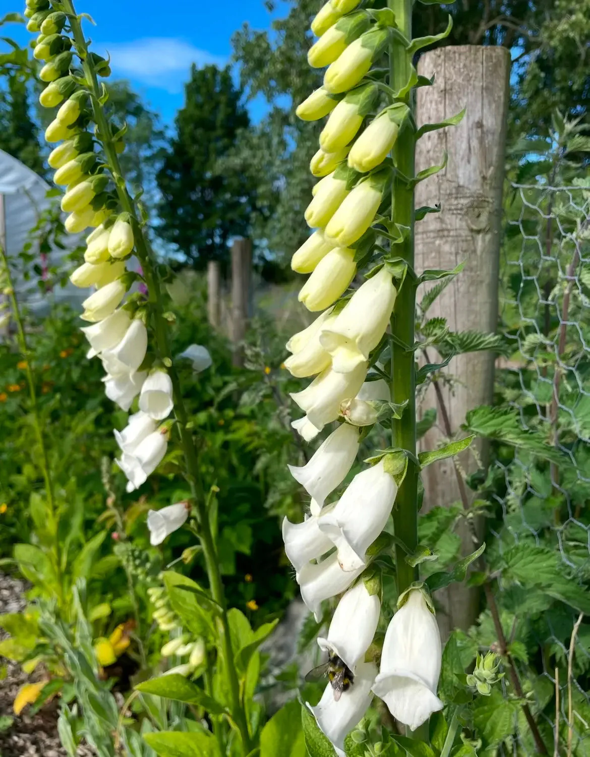 Foxglove Alba White - Image 5