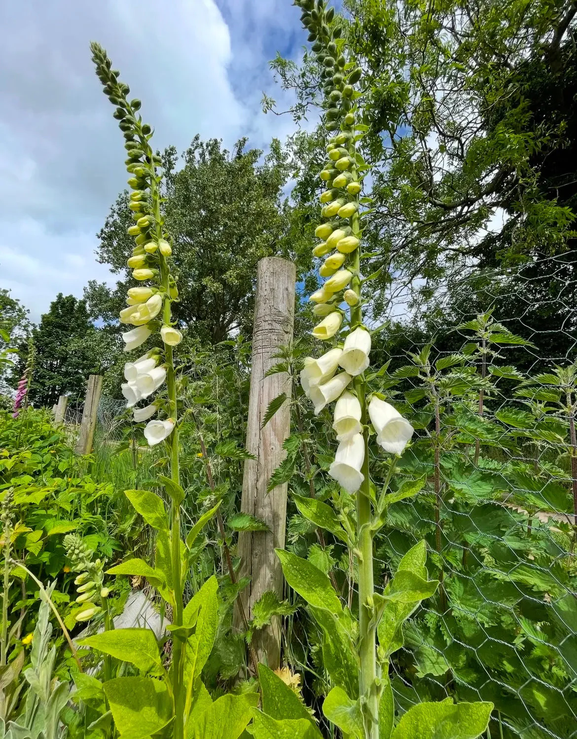 Foxglove Alba White - Image 6