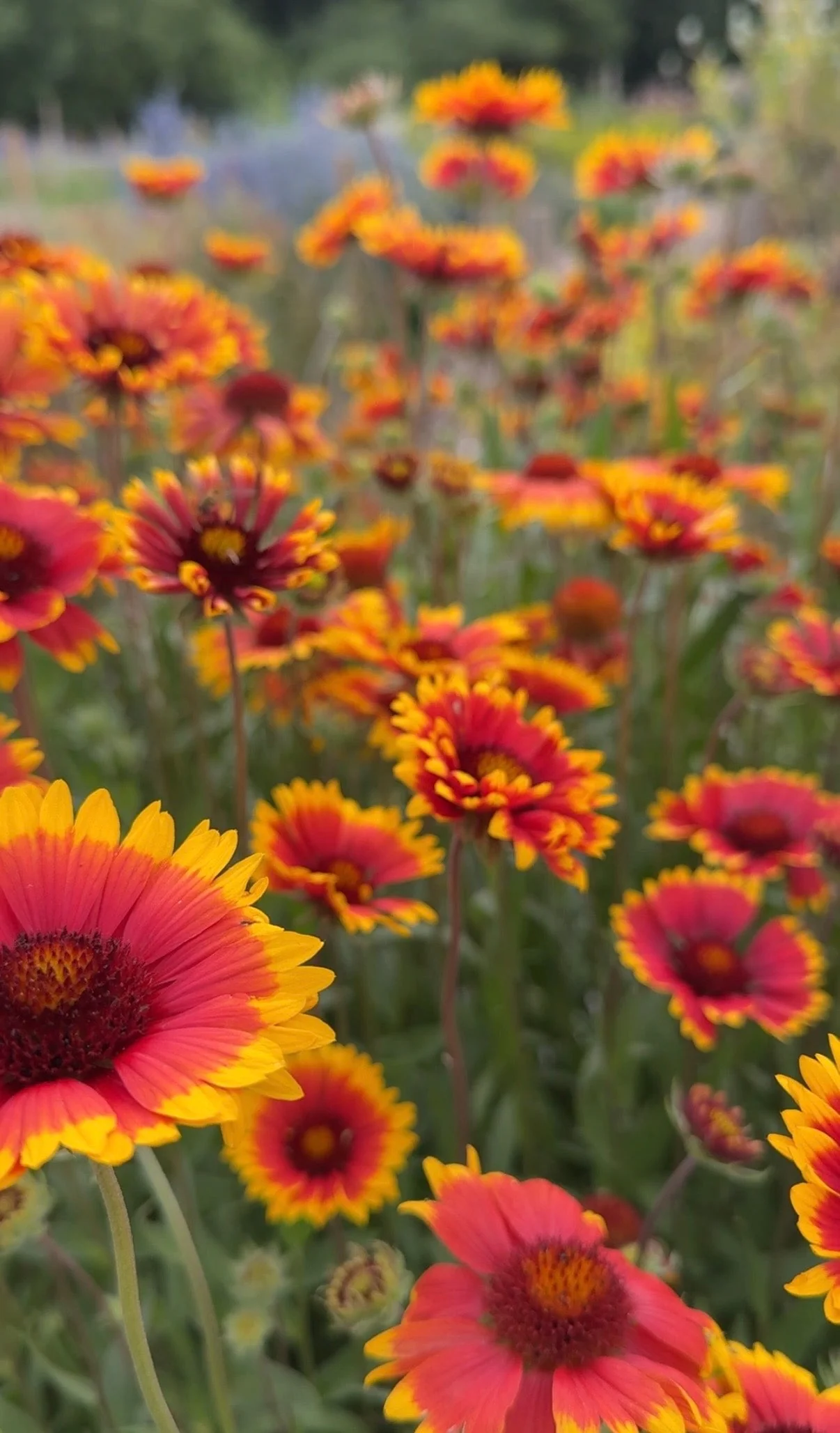 Gaillardia Aristata Bicolour Goblin - Image 11