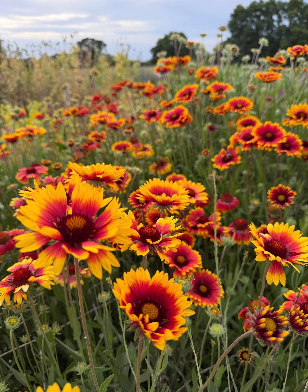 Gaillardia Aristata Bicolour Goblin - Image 2