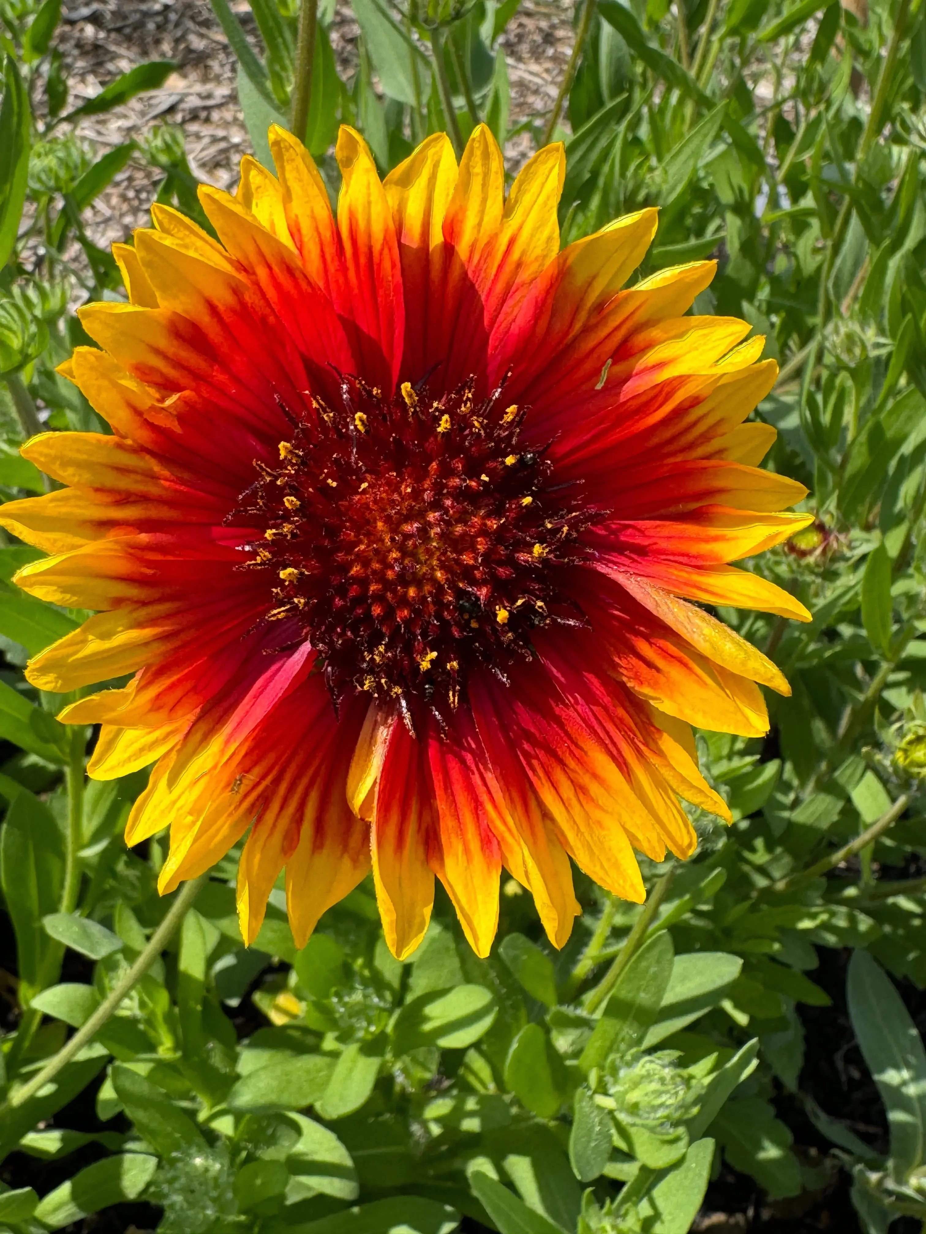 Gaillardia Aristata Bicolour Goblin - Image 3