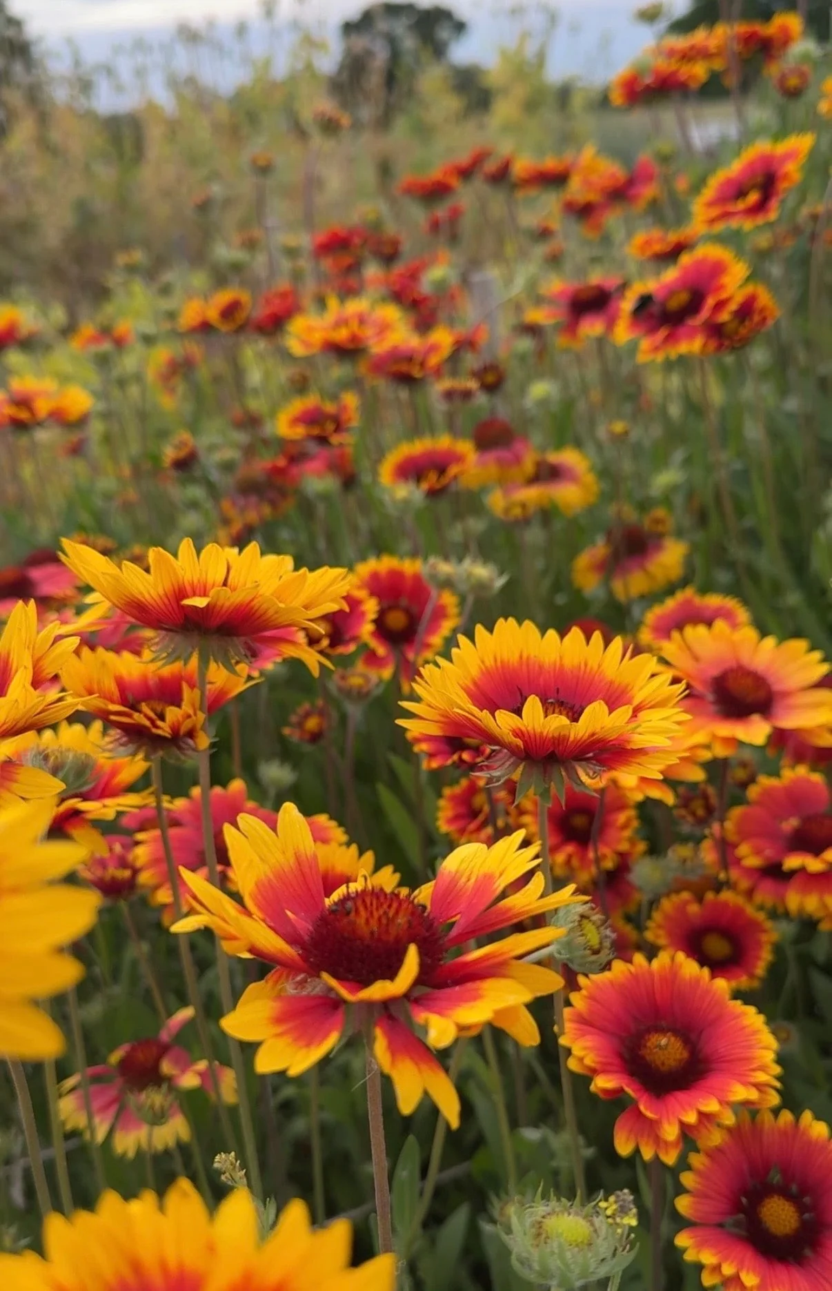 Gaillardia Aristata Bicolour Goblin - Image 4