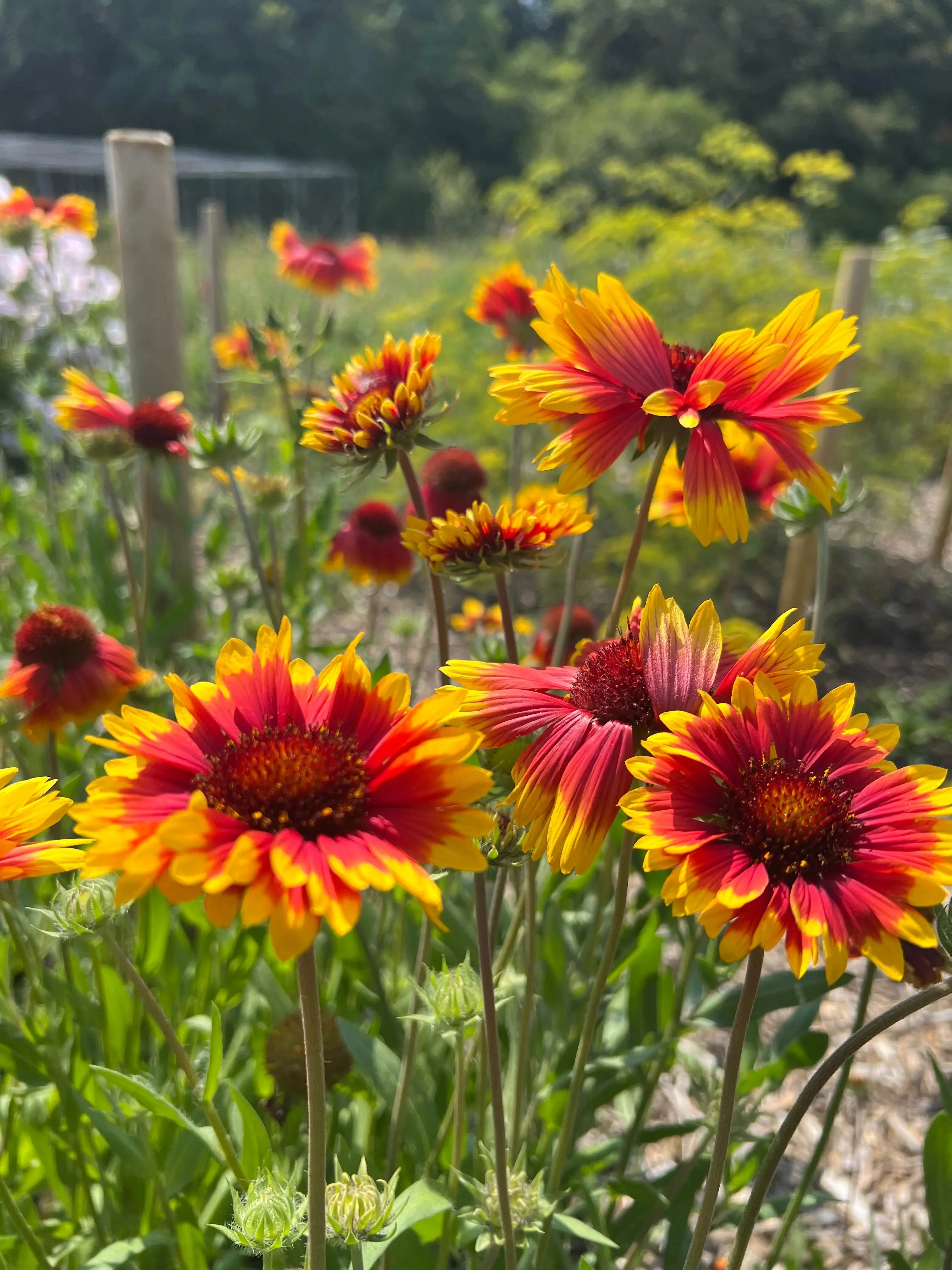 Gaillardia Aristata Bicolour Goblin - Image 5