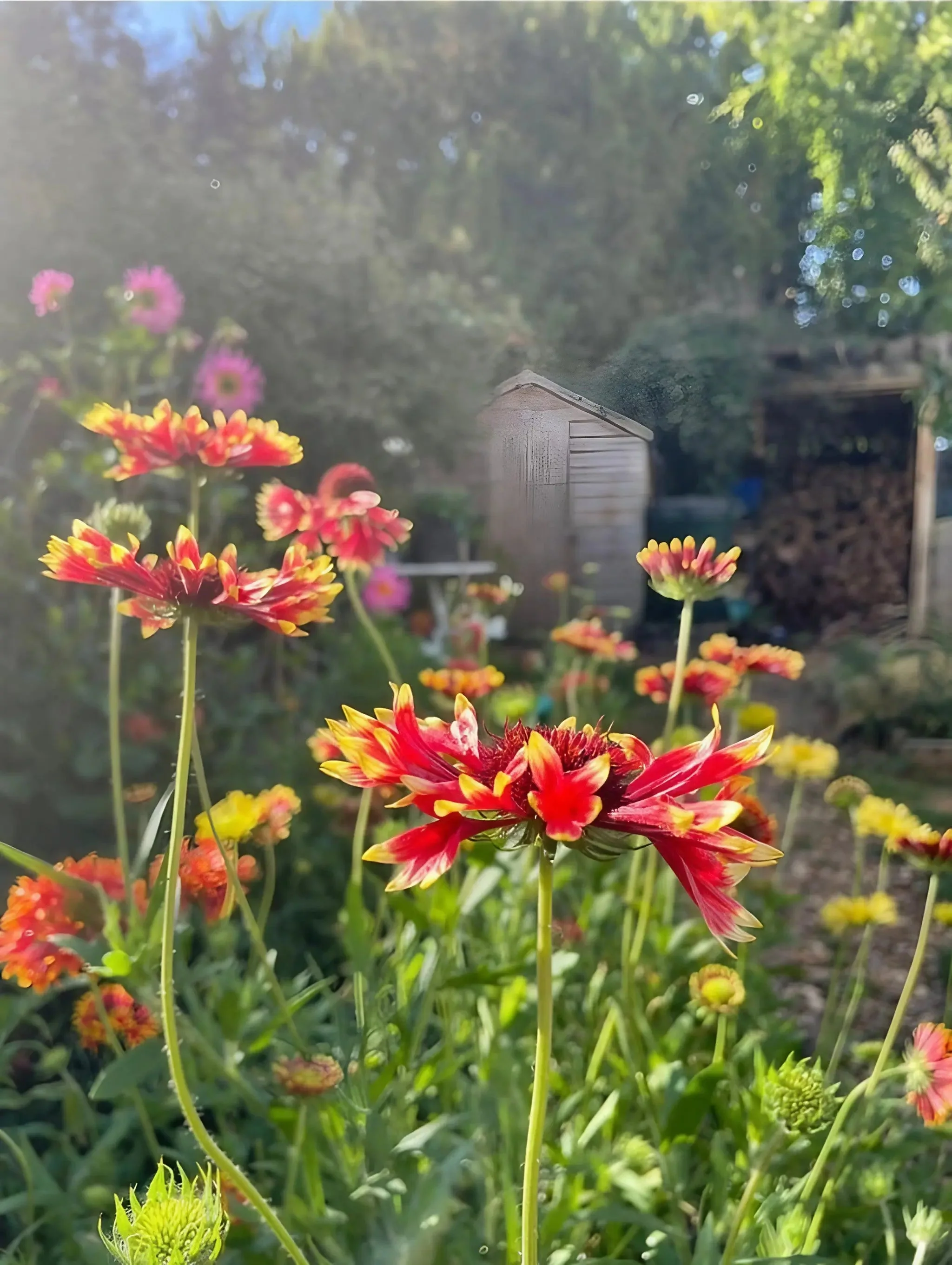 Gaillardia Aristata Bicolour Goblin - Image 9