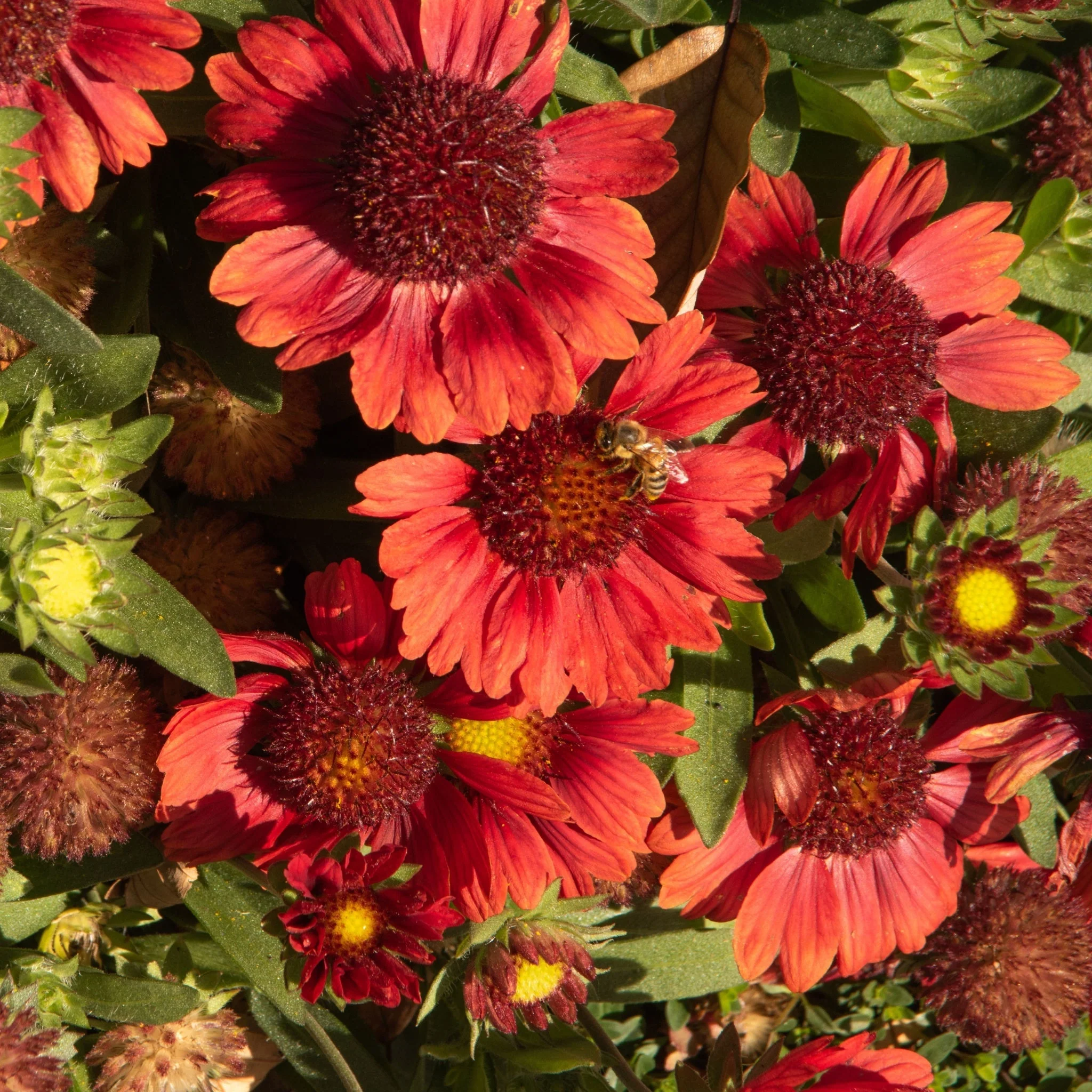 Gaillardia Arizona 'Red Shades' 9cm Pot