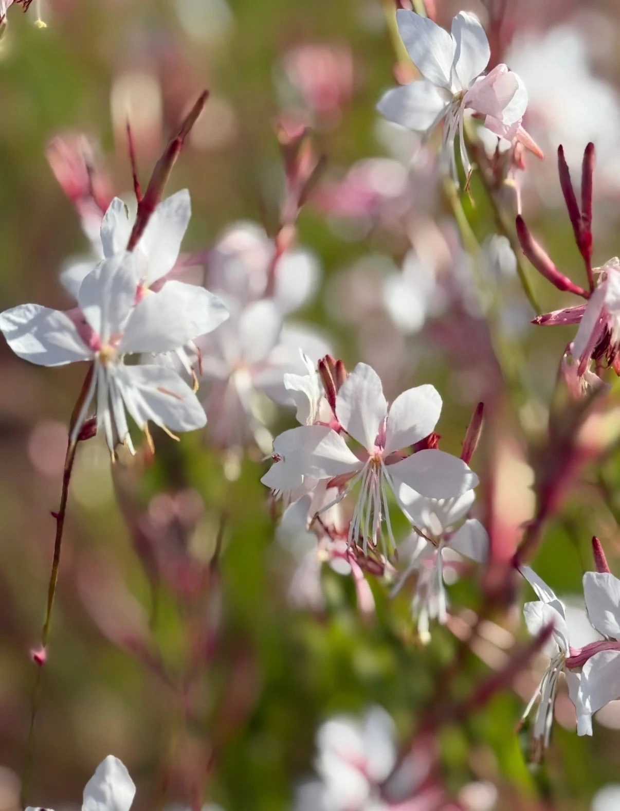 Gaura lindheimeri 'The Bride'