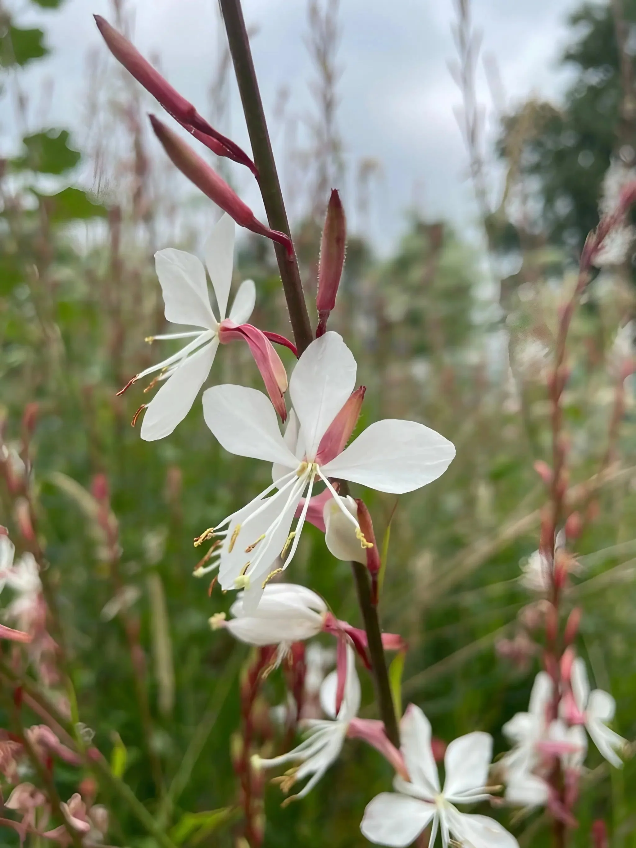 Gaura lindheimeri 'The Bride' - Image 3
