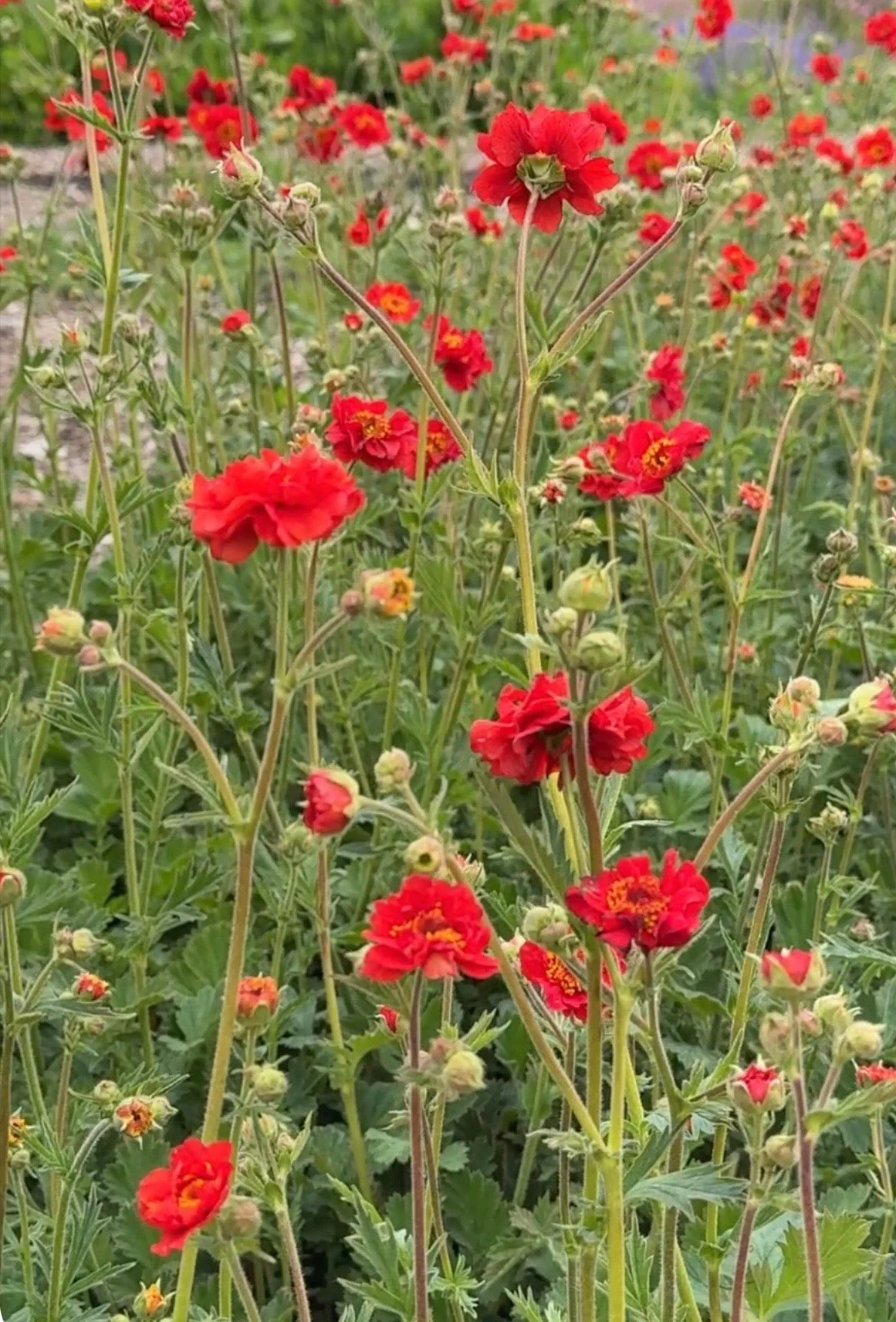 Geum Mrs Bradshaw - Image 10
