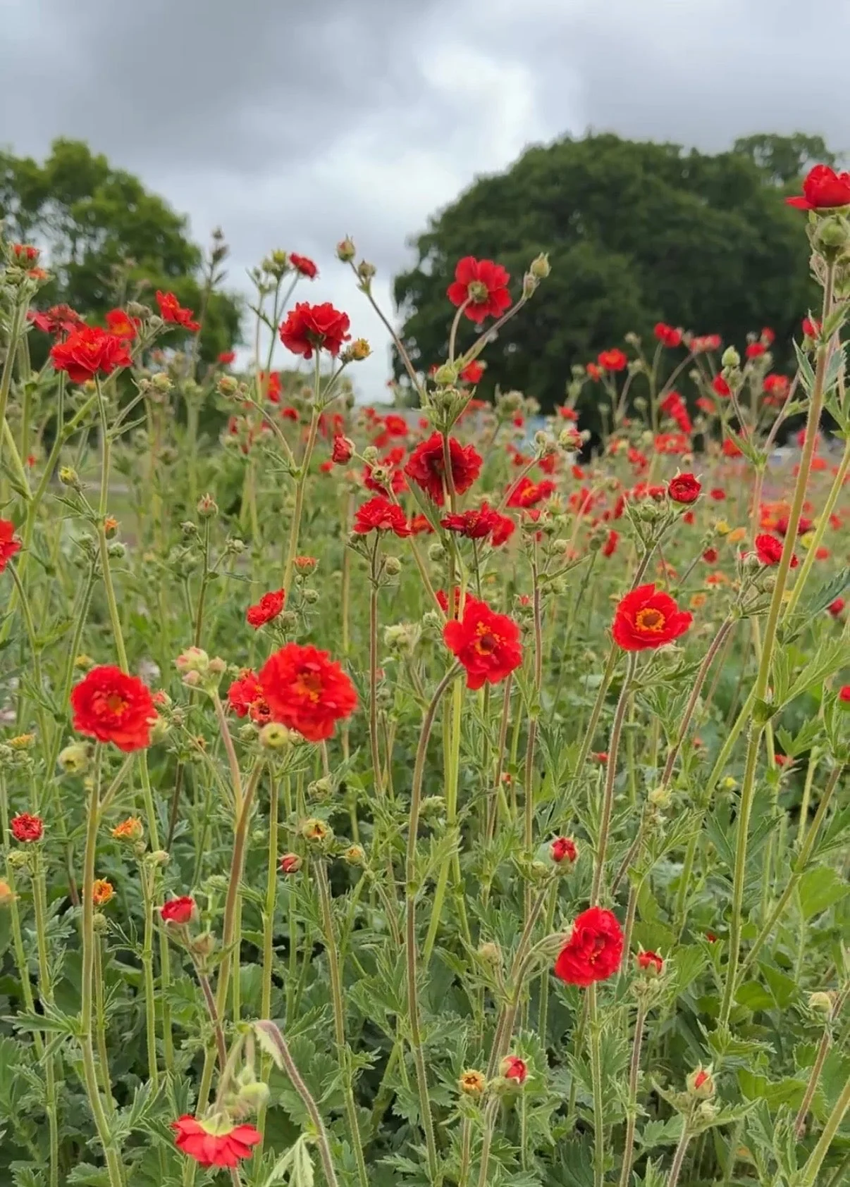 Geum Mrs Bradshaw - Image 11