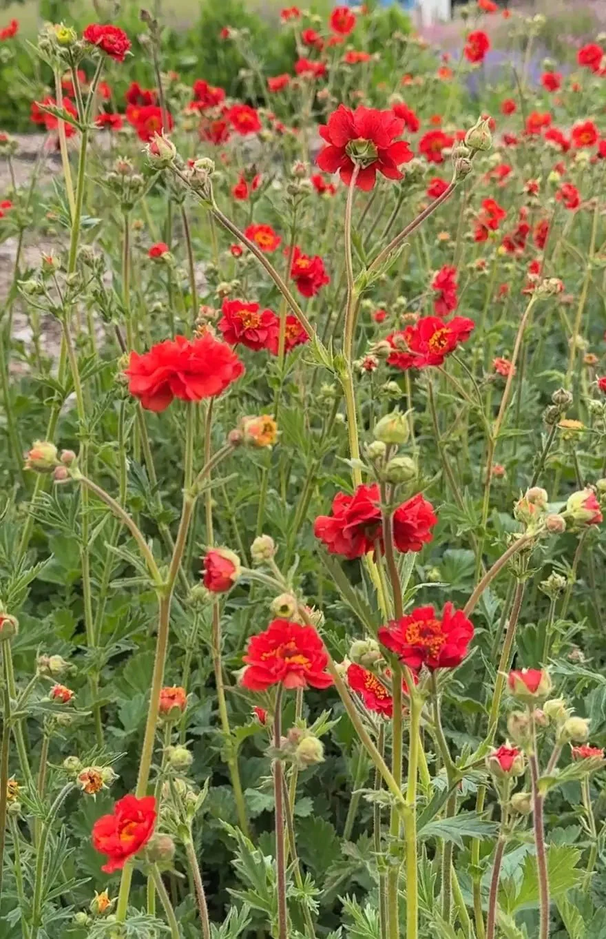 Geum Mrs Bradshaw - Image 5